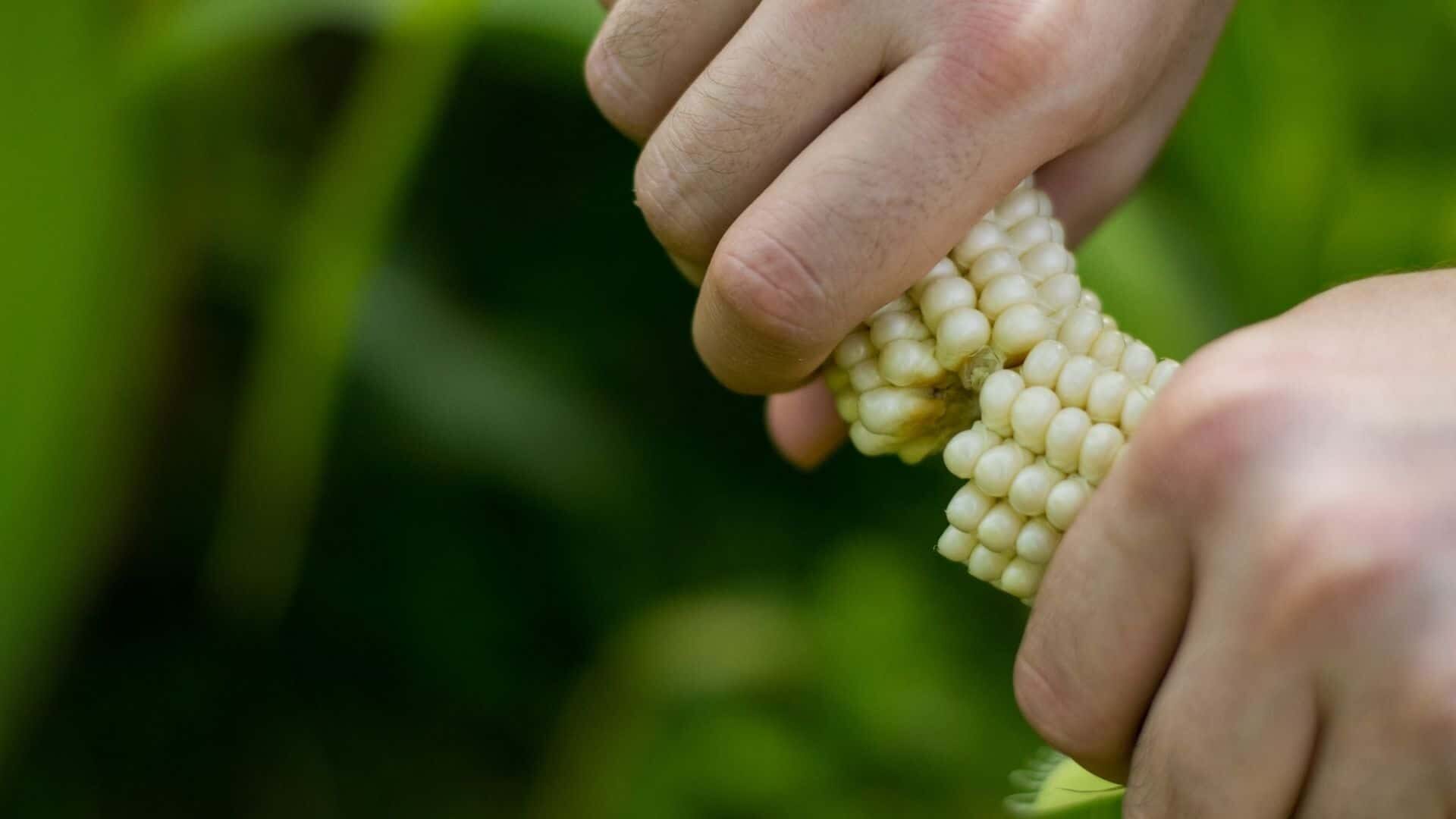 How Can I Compost Corn Cobs & Feed Them to Plants| A-Z Guide 