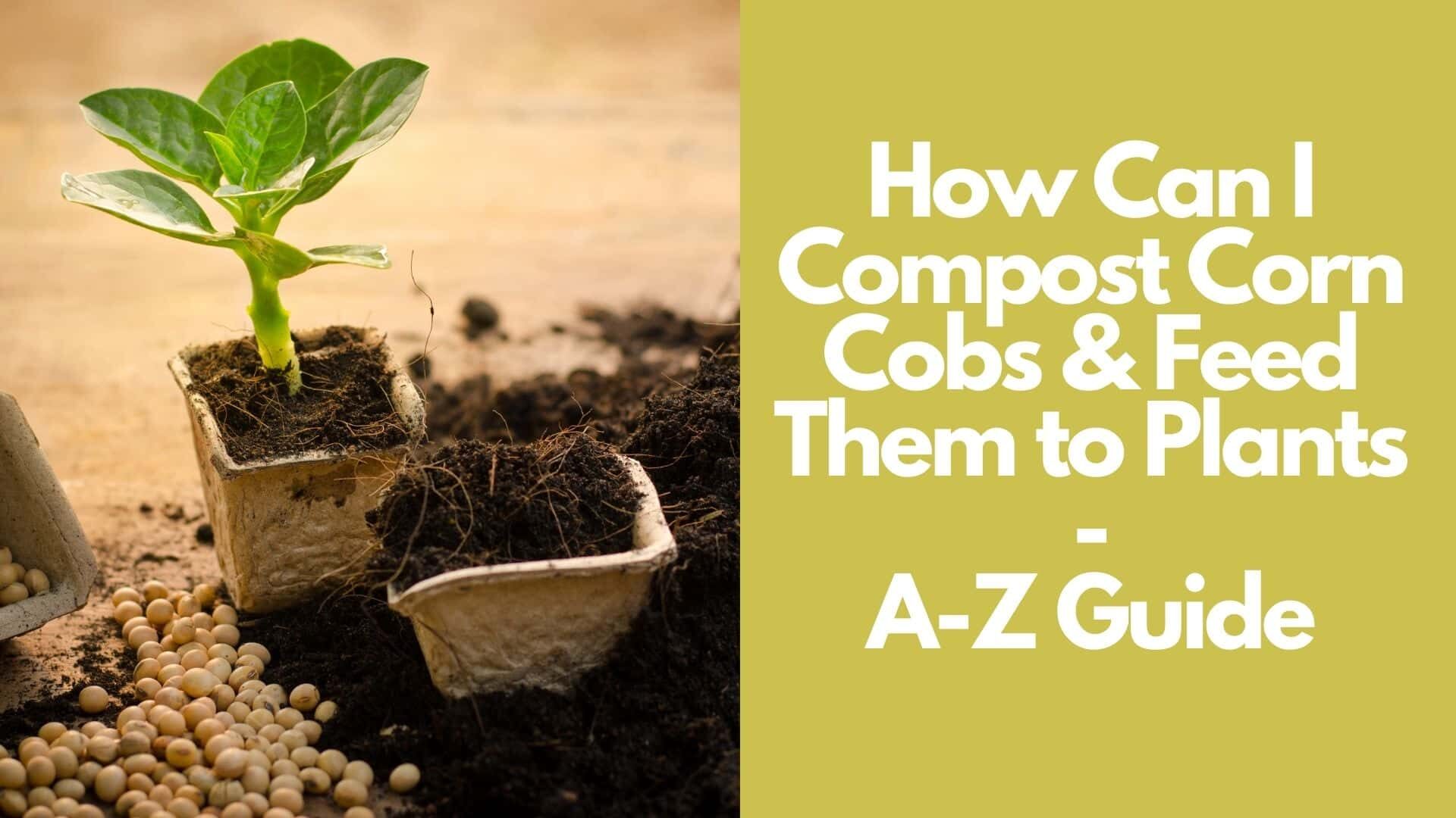 How Can I Compost Corn Cobs & Feed Them to Plants| A-Z Guide 