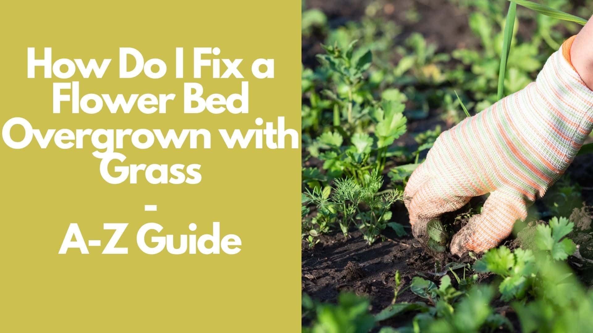 How Do I Fix a Flower Bed Overgrown with Grass AZ Guide