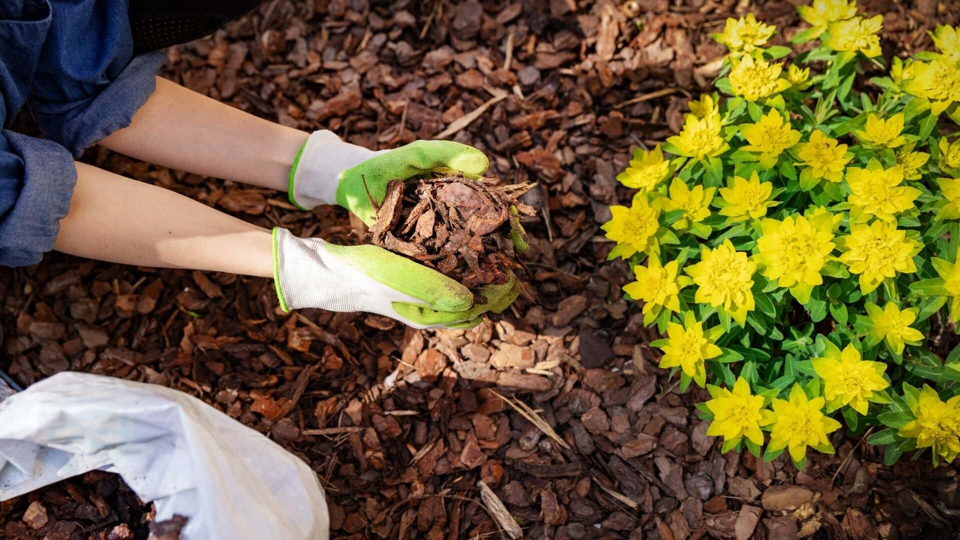 How Do I Fix a Flower Bed Overgrown with Grass: A-Z Guide 