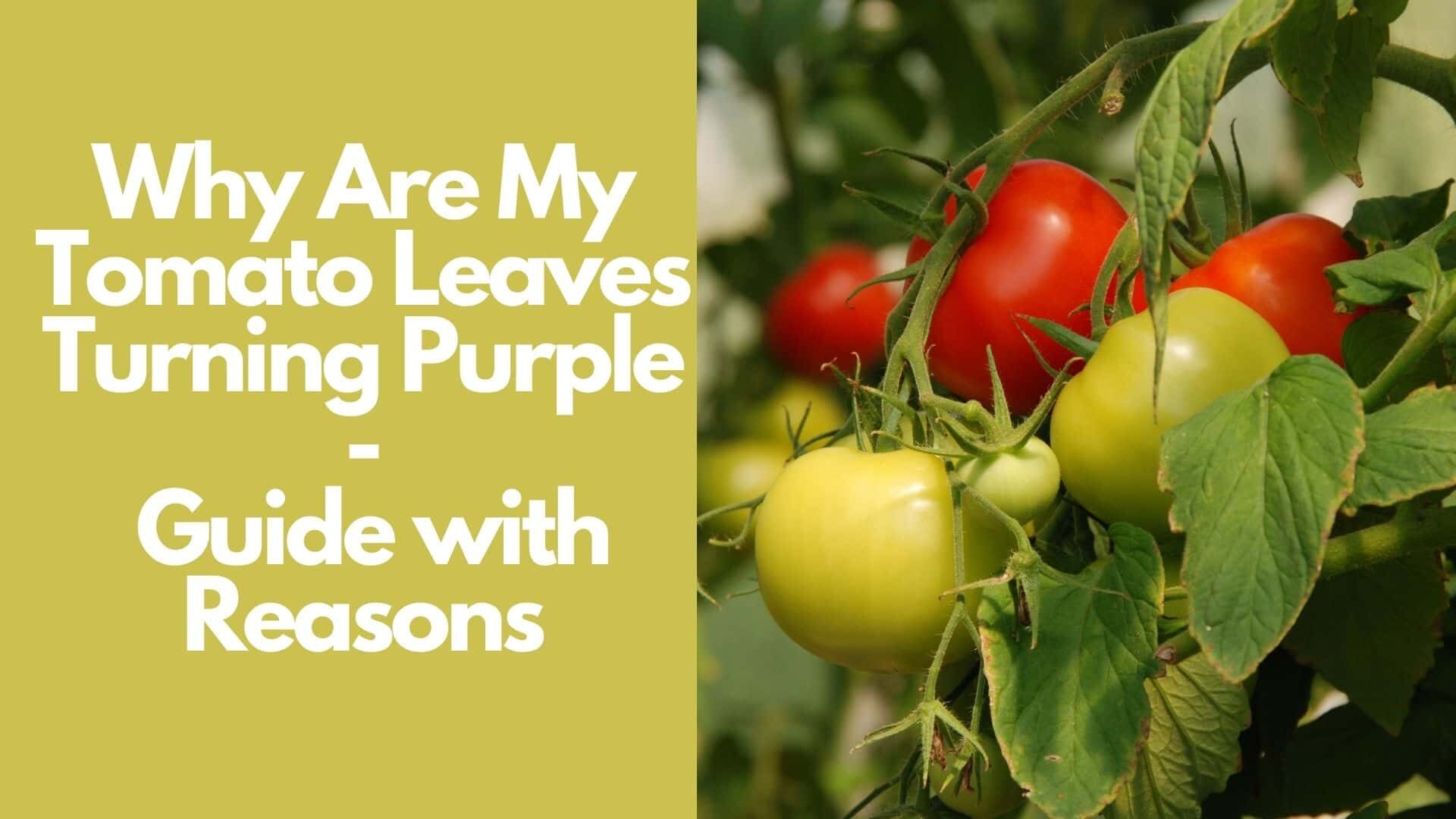 Why Are My Tomato Leaves Turning Purple: Guide with Reasons