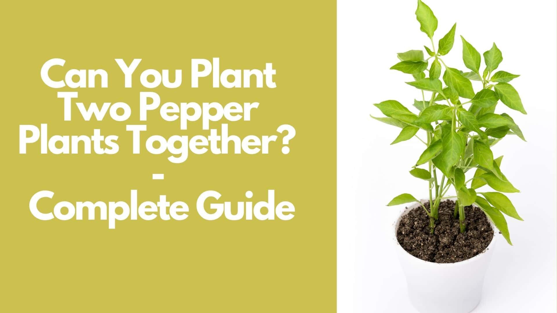Can You Plant Two Pepper Plants Together? | Complete Guide 