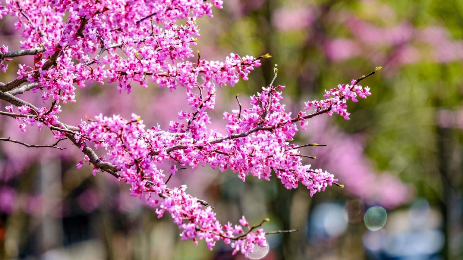 What Are the Main Pros and Cons of Redbud Tree Guide