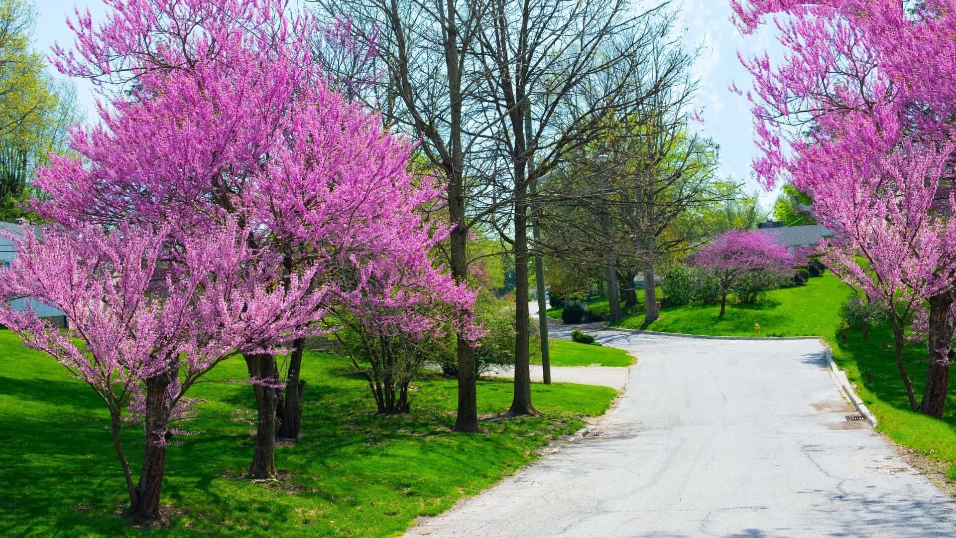 What Are the Pros and Cons of Redbud Tree? |Guide & Reasons  