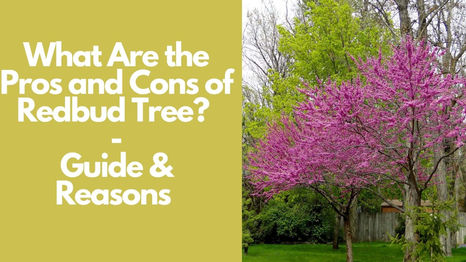 What Are the Pros and Cons of Redbud Tree? |Guide & Reasons  