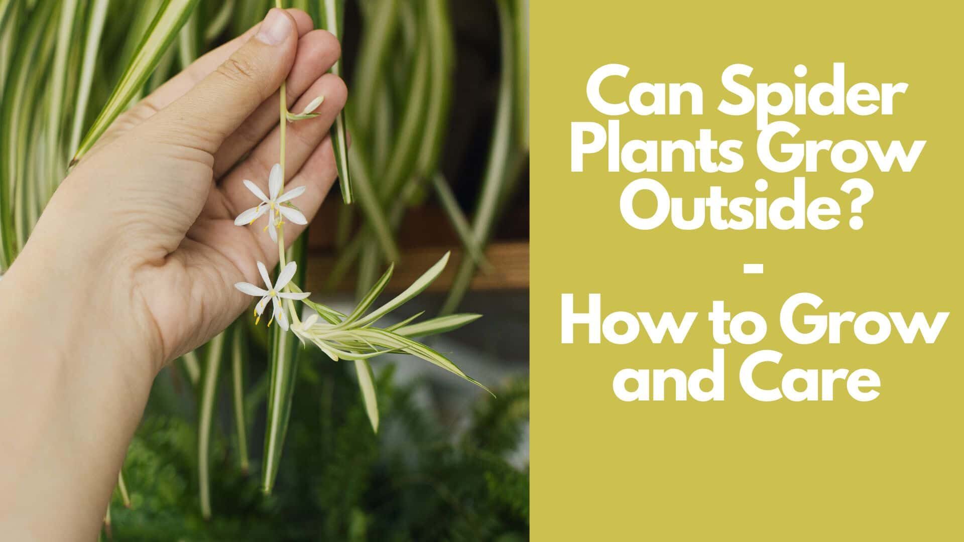 Can Spider Plants Grow Outside? : How to Grow and Care 