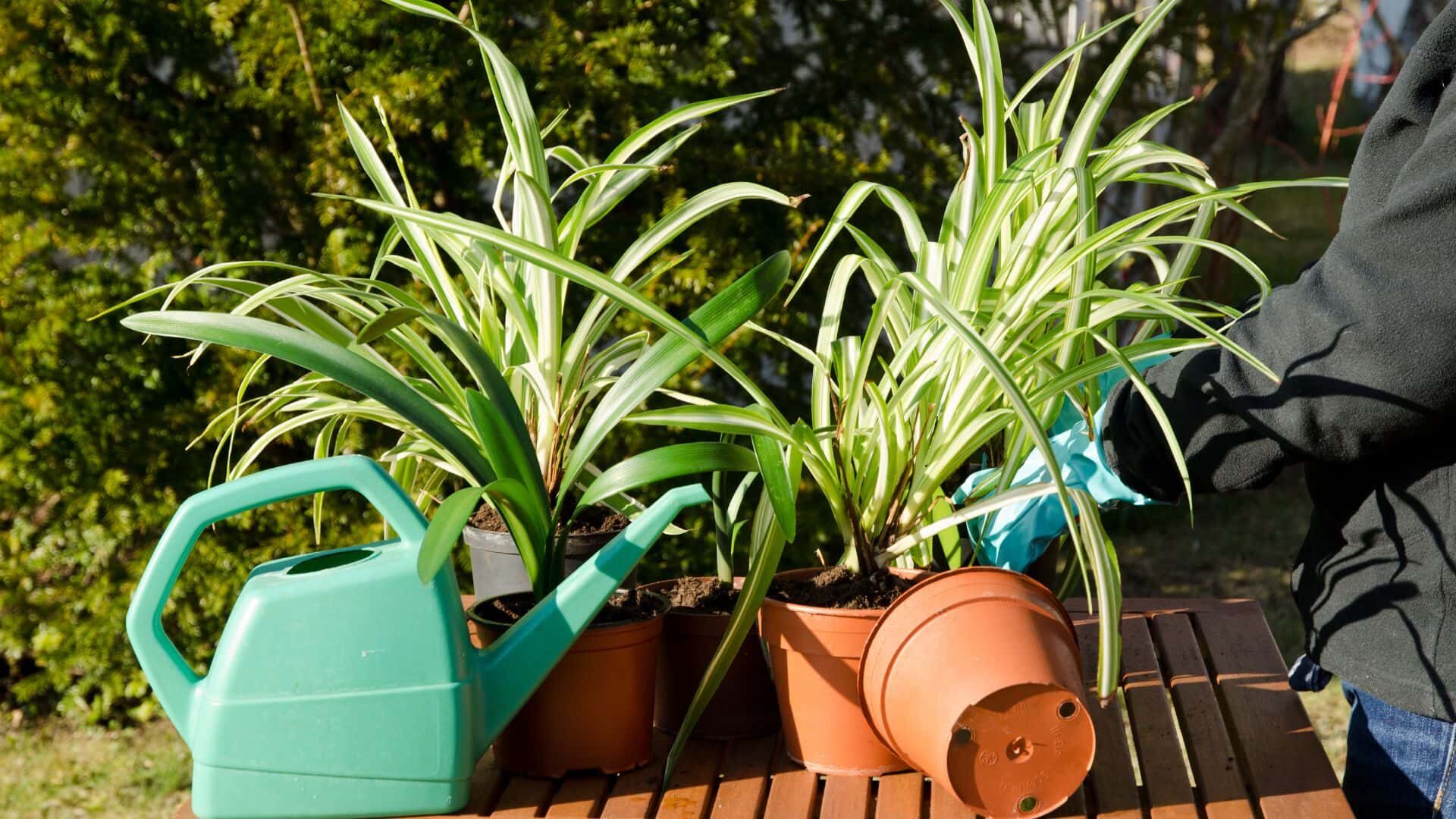 Can Spider Plants Grow Outside? : How to Grow and Care 