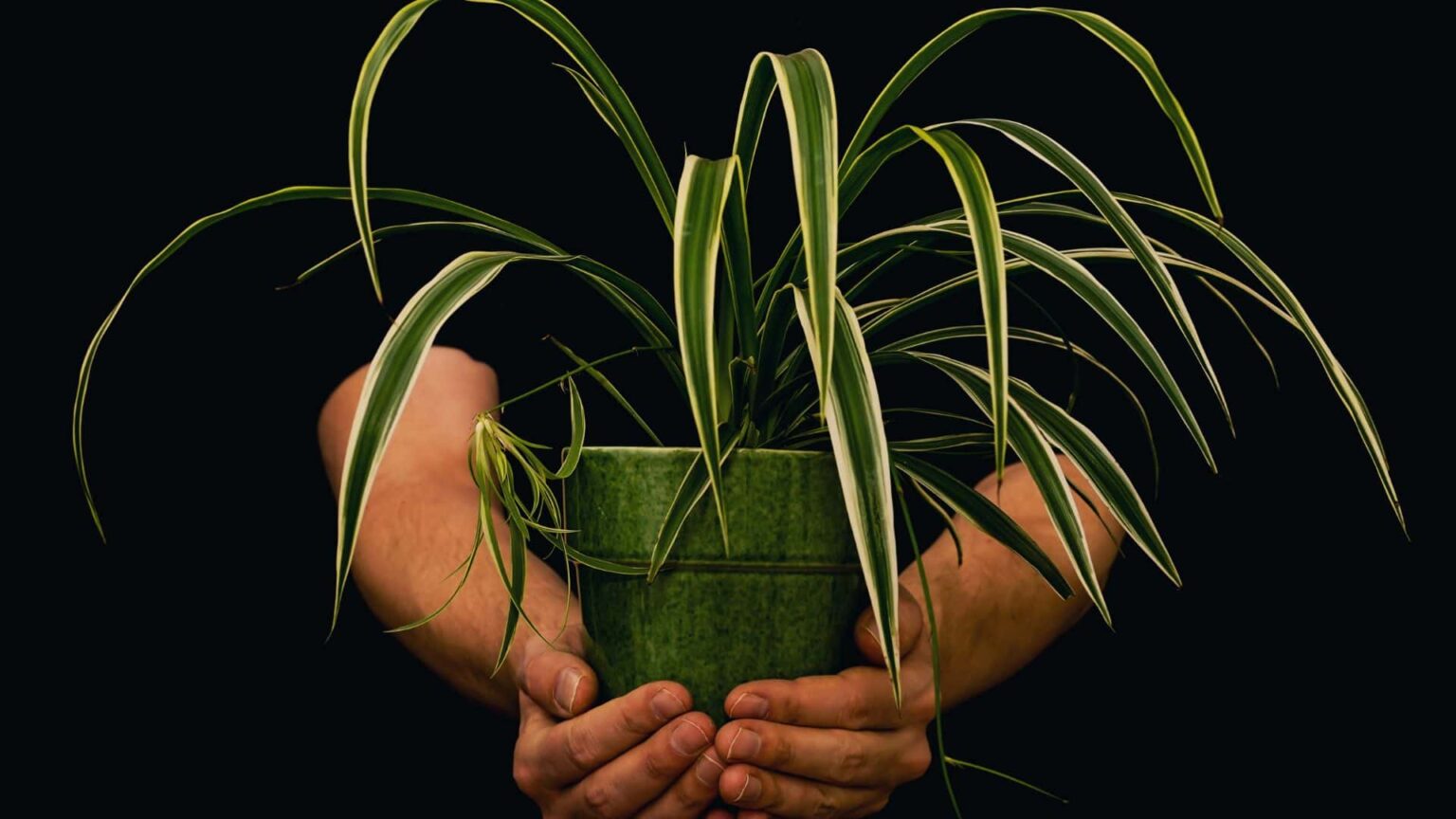Can Spider Plants Grow Outside How to Grow and Care Guide