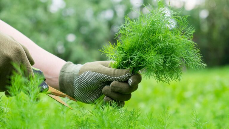 How to Grow Dill from the Cuttings: a Simple Method Guide