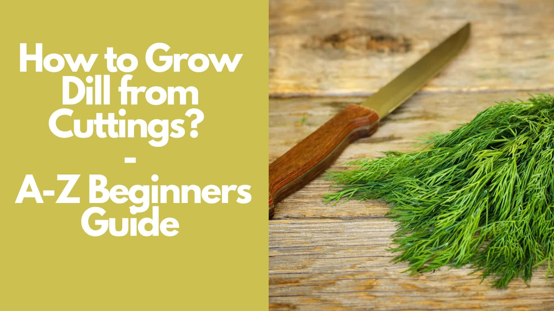 How to Grow Dill from Cuttings? | A-Z Beginners Guide 