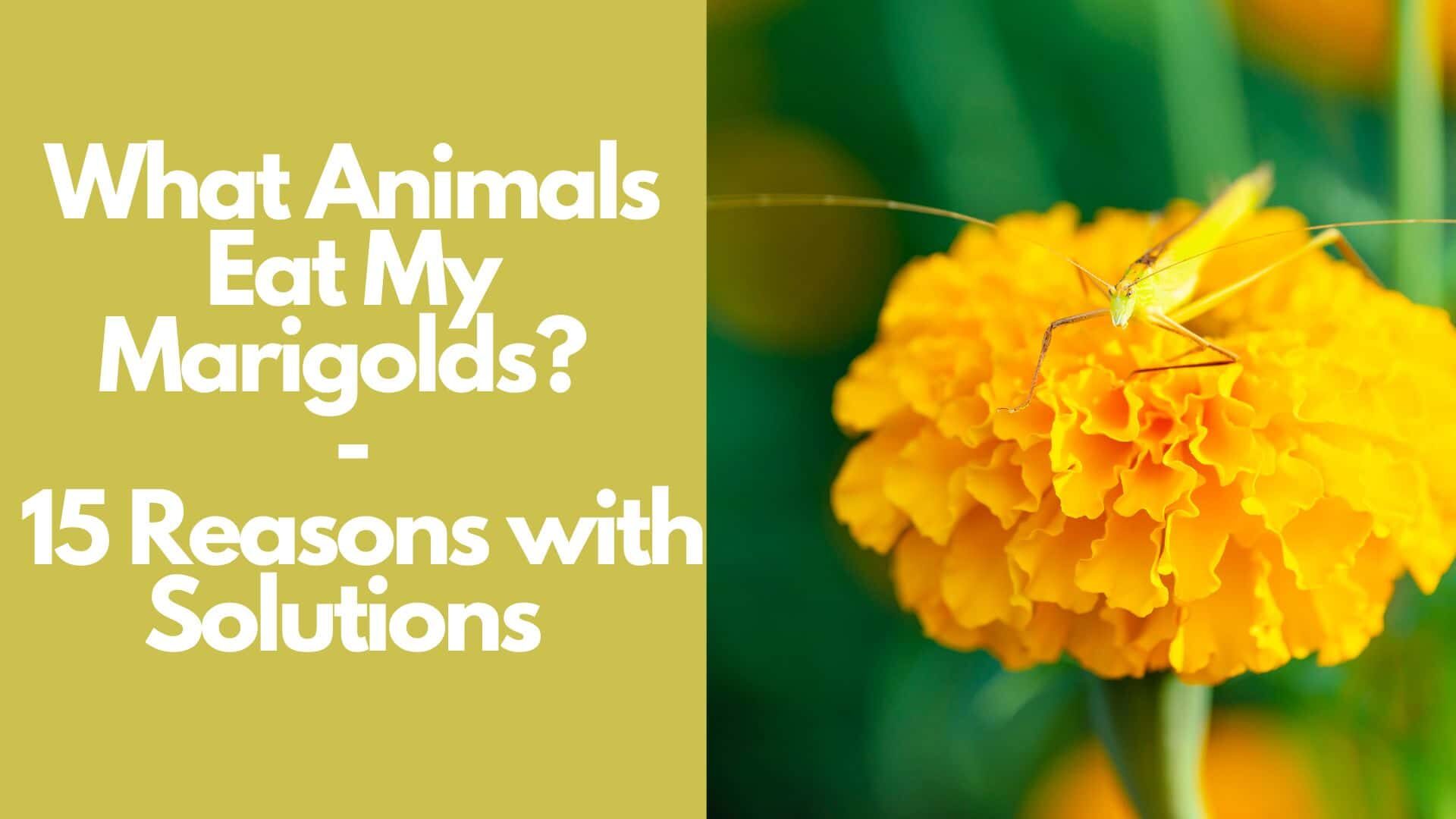 What Animals Eat My Marigolds? : 15 Reasons with Solutions 