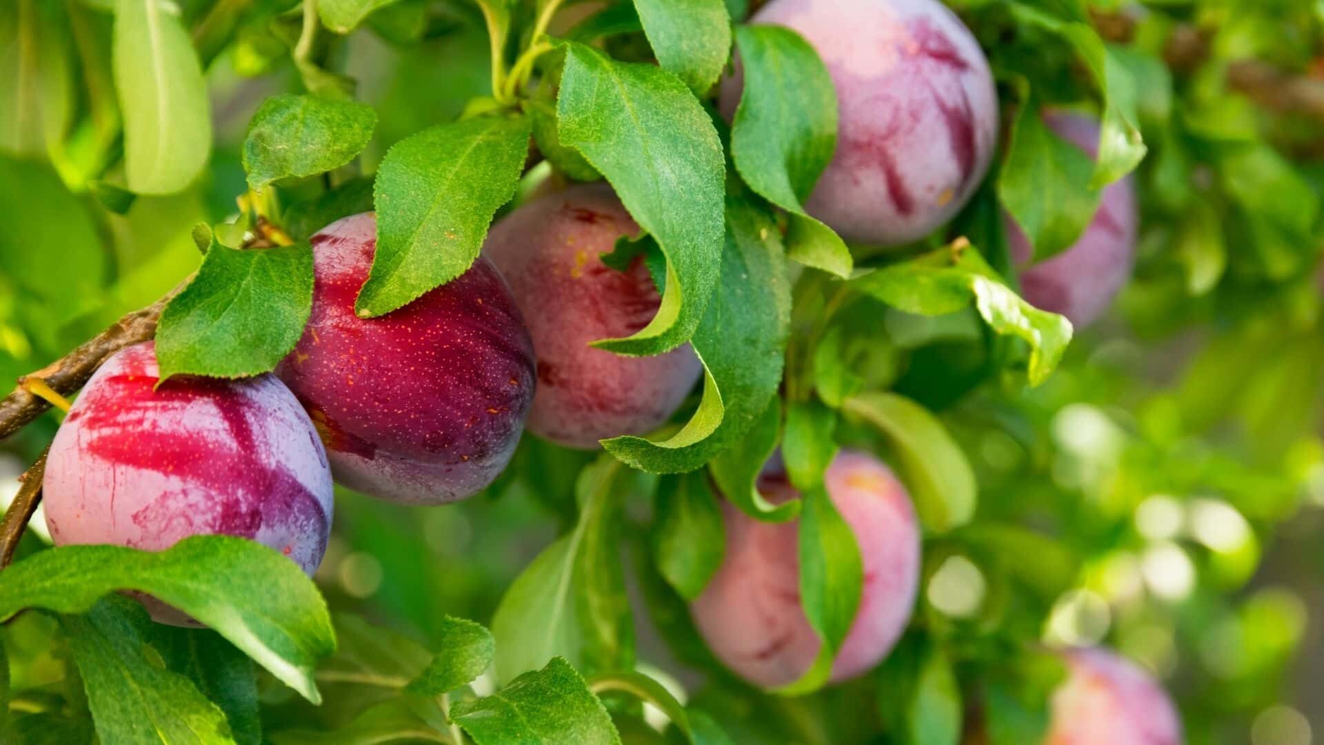 When Do Plum Trees Produce Fruit: 12 Things to Know Guide