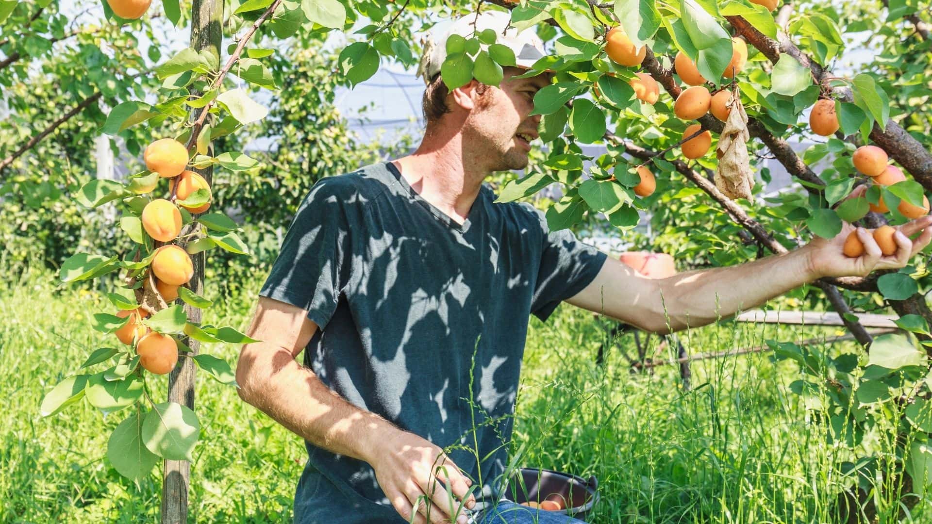 When Do Plum Trees Produce Fruit 12 Things to Know Guide