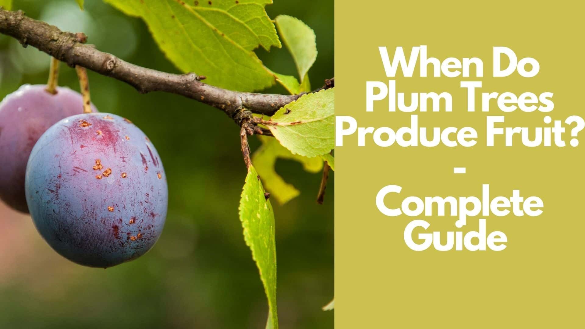 When Do Plum Trees Produce Fruit? | Complete Guide 