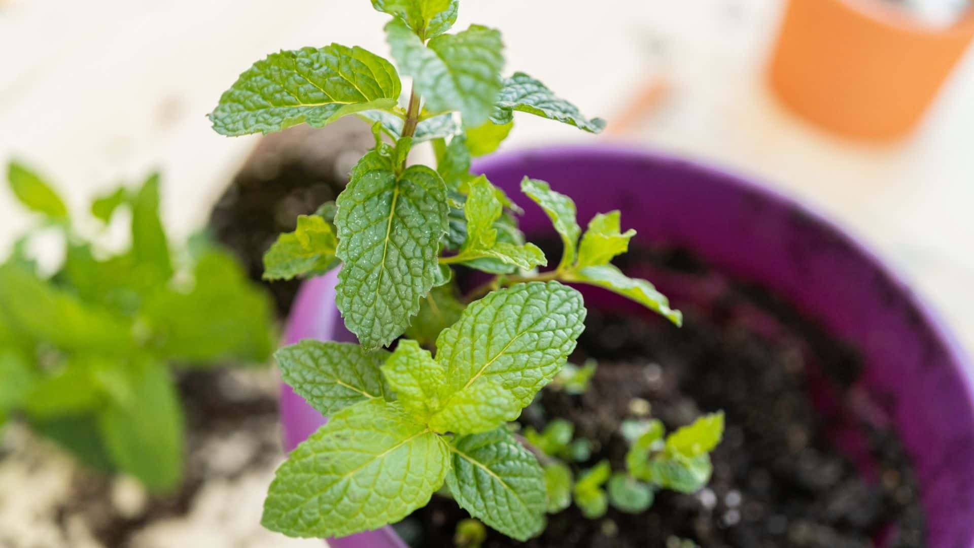 Why Are My Mint Leaves Turning Yellow Guide with What to Do