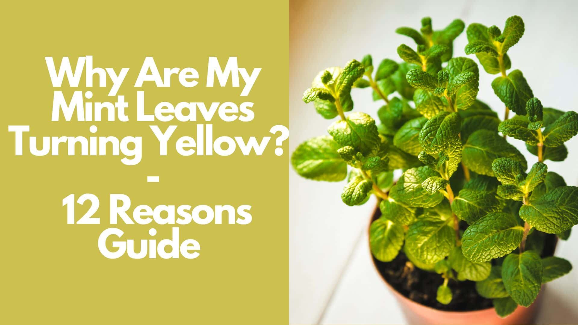 Why Are My Mint Leaves Turning Yellow? | 12 Reasons Guide
