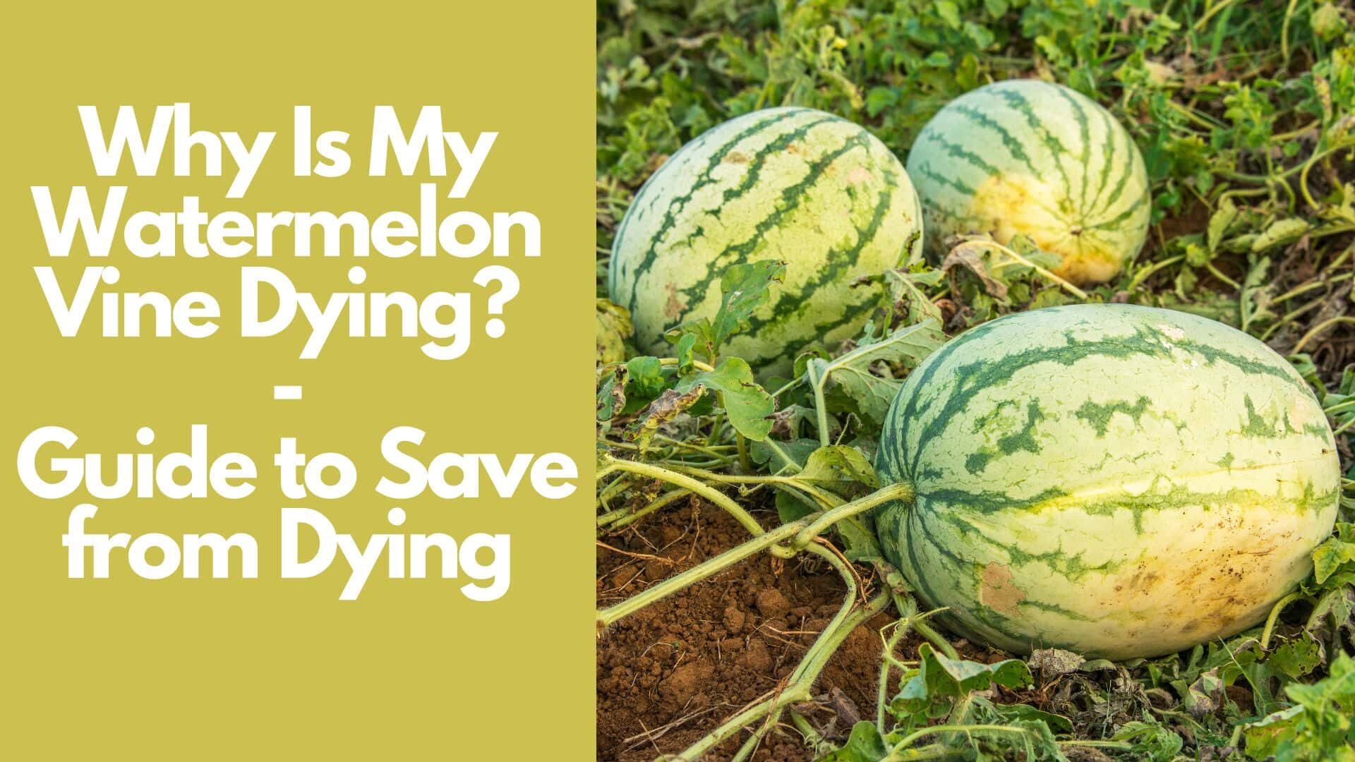 Why Is My Watermelon Vine Dying? : Guide to Save from Dying 
