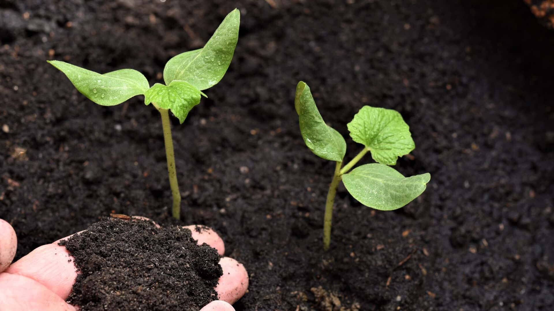 Why Is My Watermelon Vine Dying? : Guide to Save from Dying 