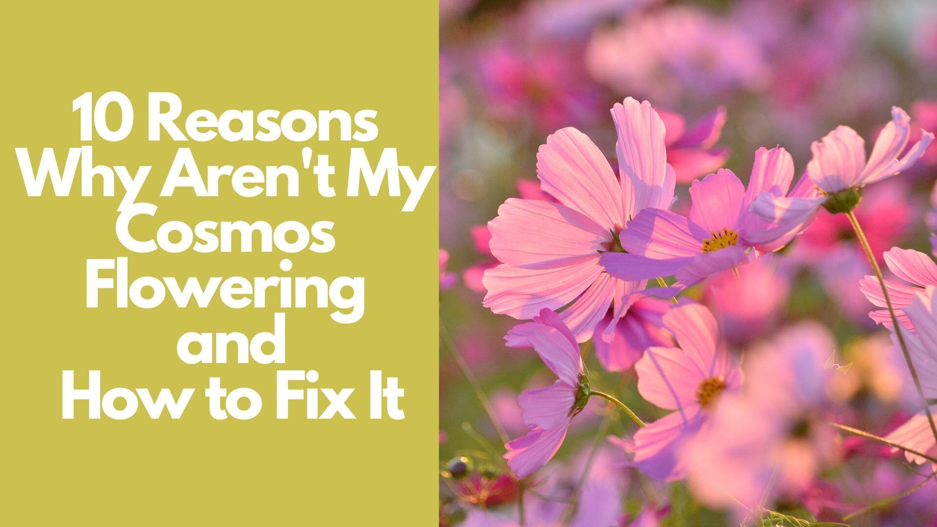 10 Reasons Why Aren't My Cosmos Flowering and How to Fix It