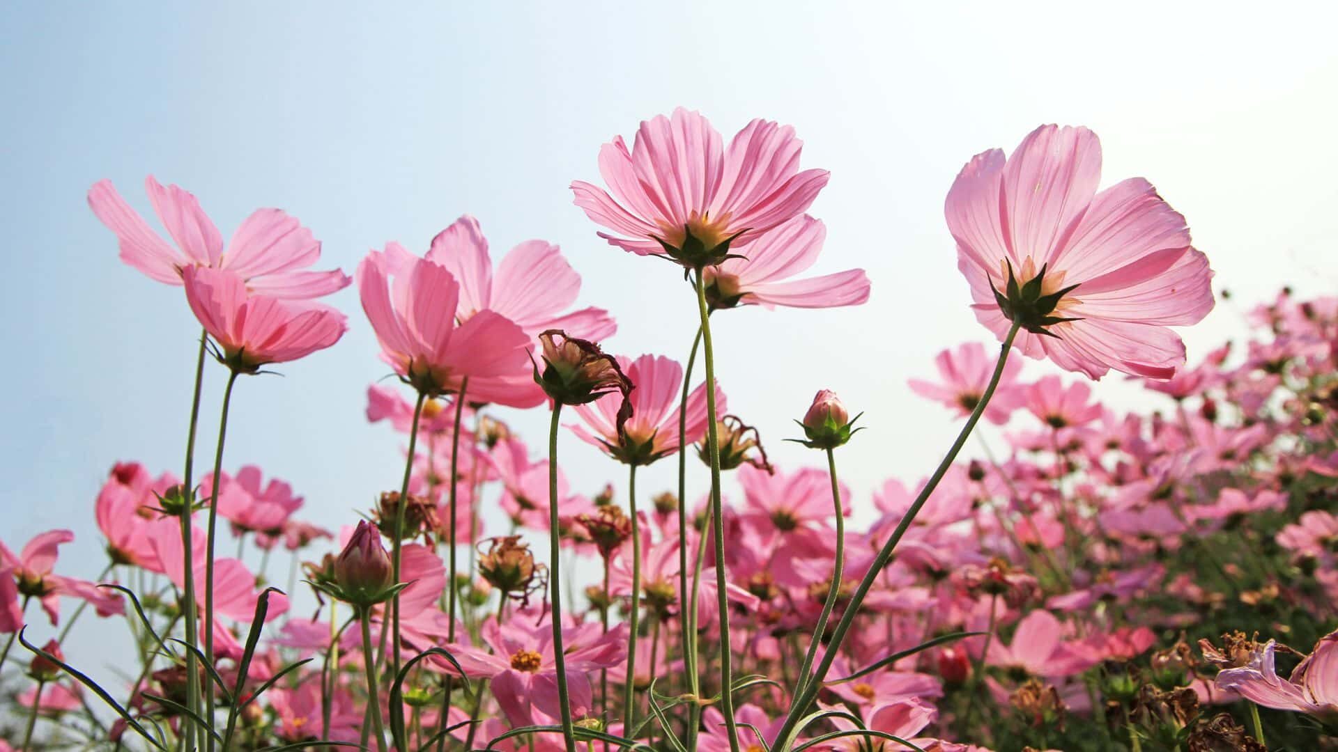 10 Reasons Why Aren't My Cosmos Flowering and How to Fix It