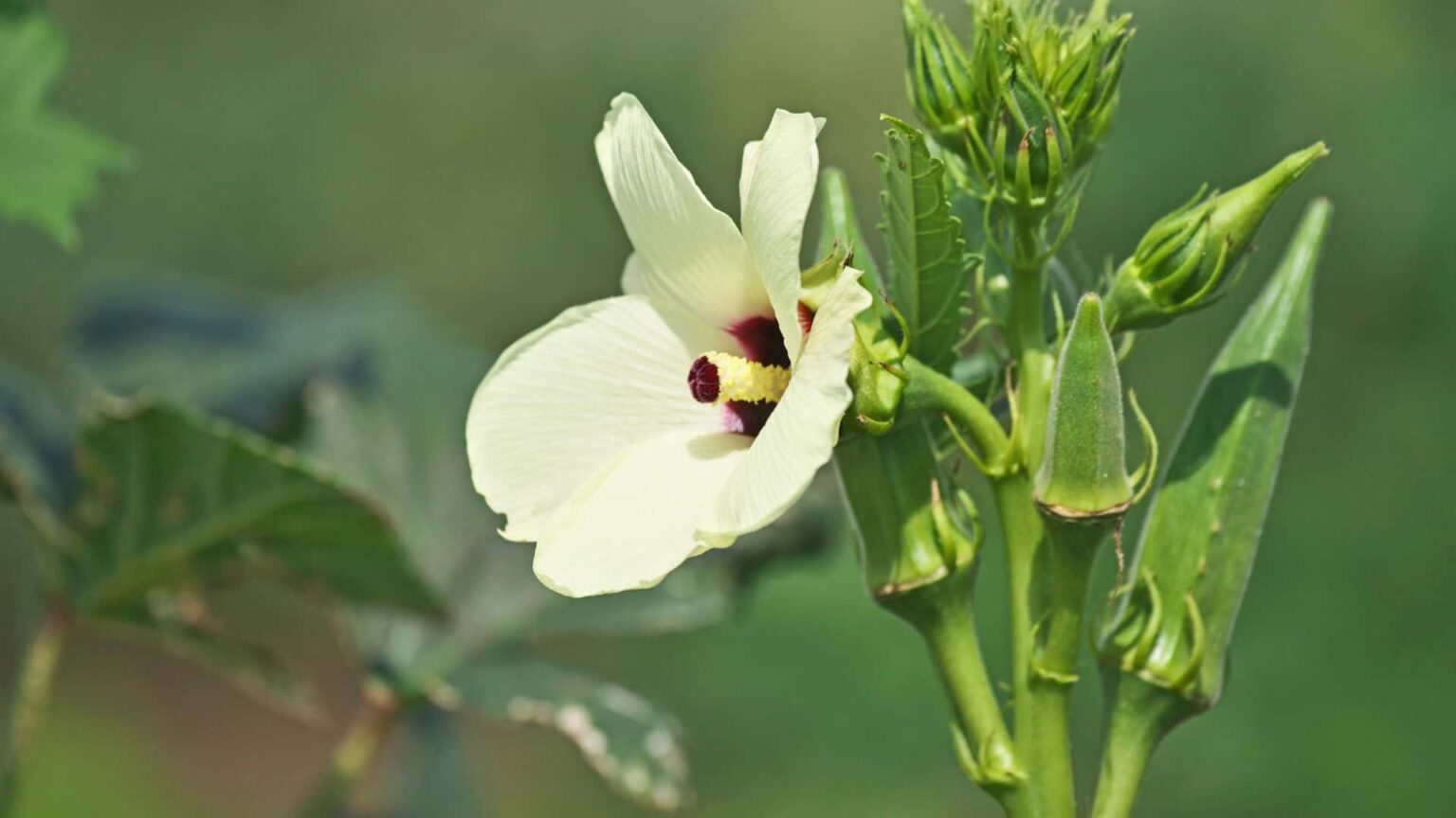 How Deep Do Okra Roots Grow Guide with 5 Okra Varieties