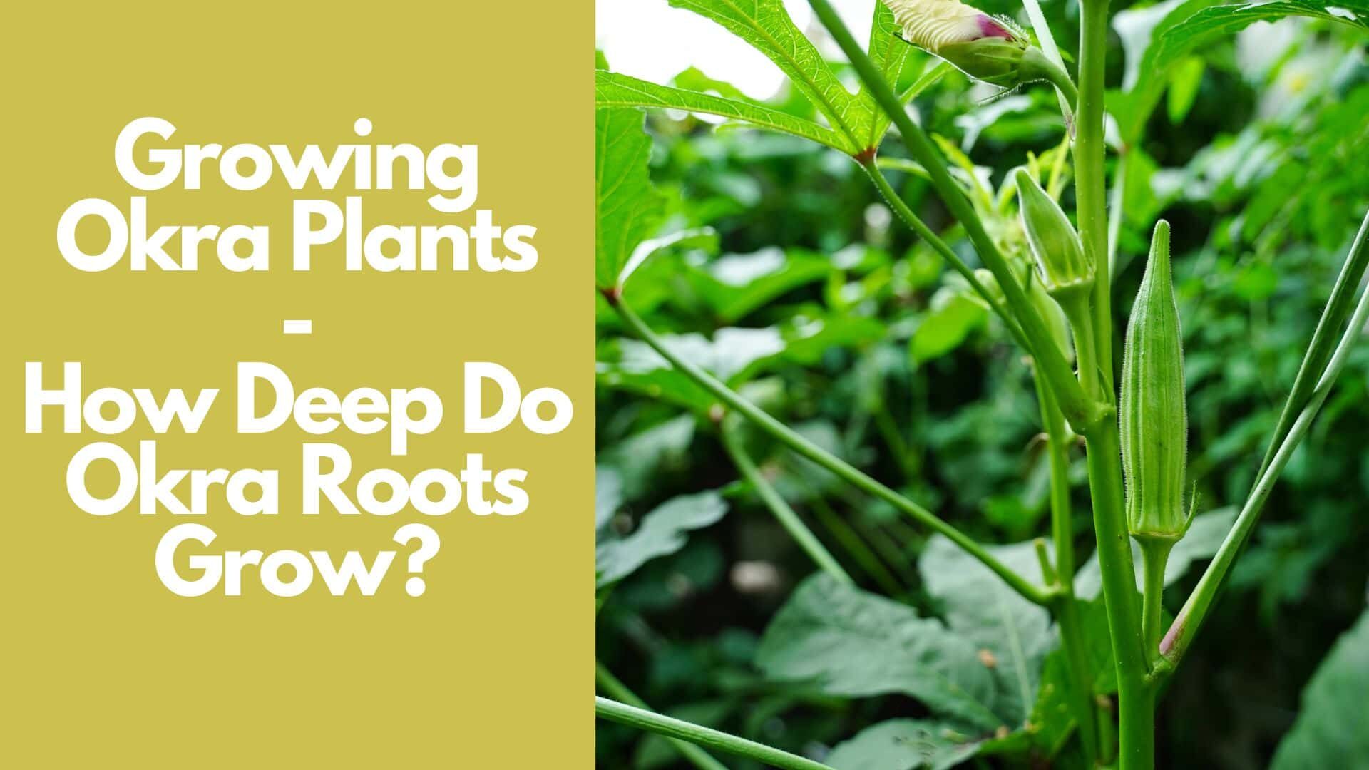 Growing Okra Plants | How Deep Do Okra Roots Grow? 