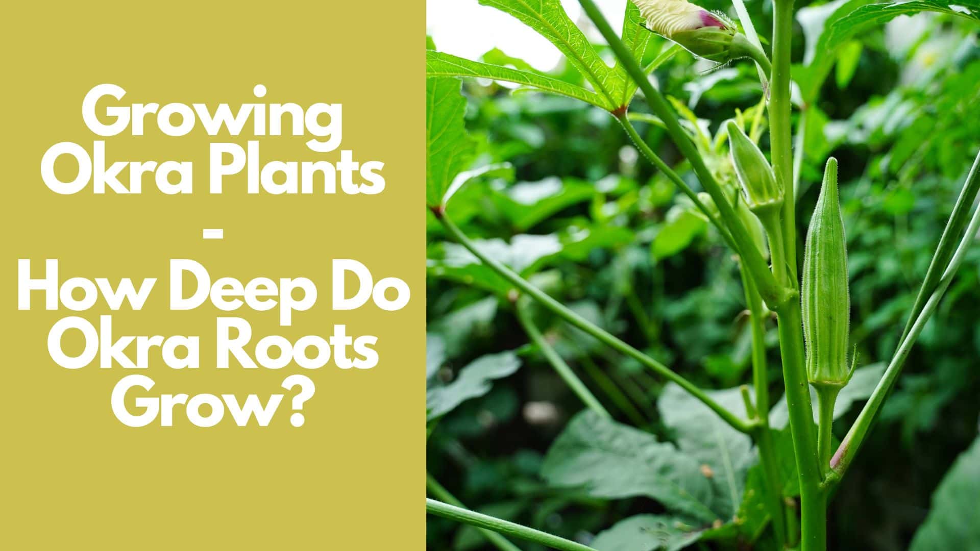 How Deep Do Okra Roots Grow Guide with 5 Okra Varieties