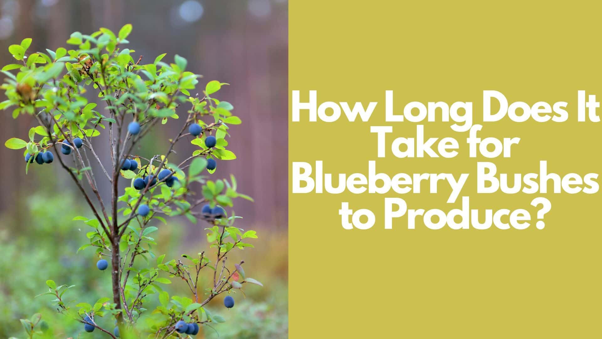 How Long Does It Take for Blueberry Bushes to Produce? 