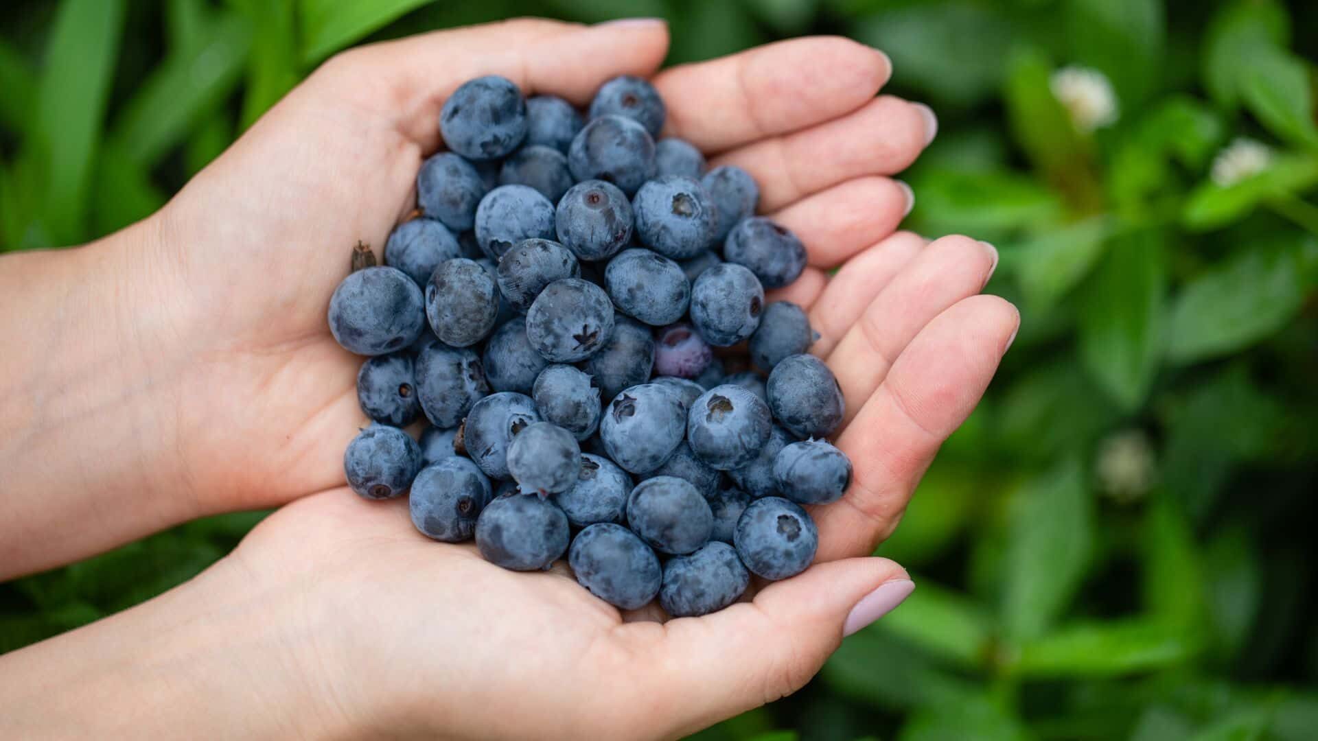 How Long Does It Take for Blueberry Bushes to Produce? 