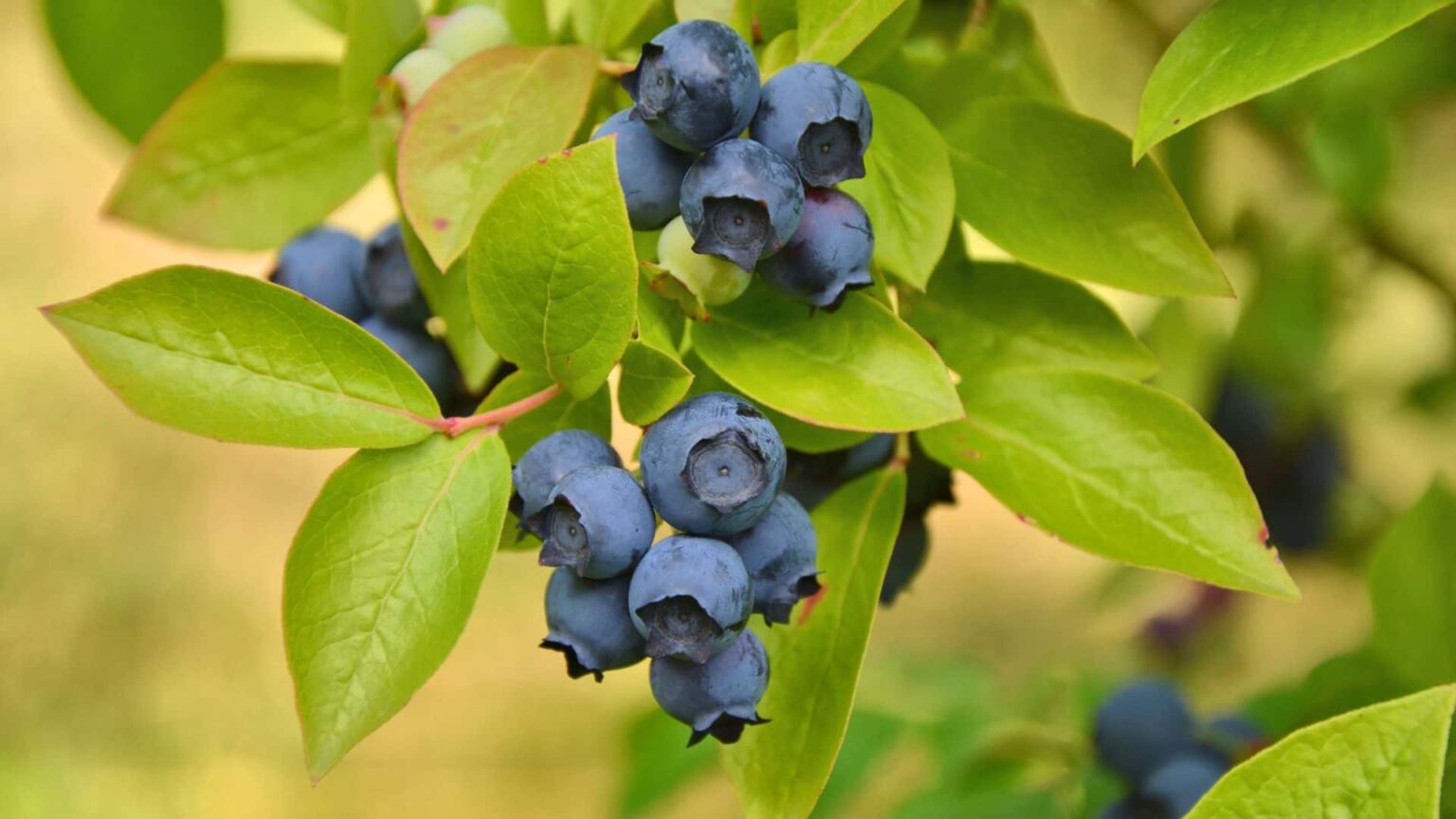How to Make Blueberry Bushes to Produce Faster Guide 2022