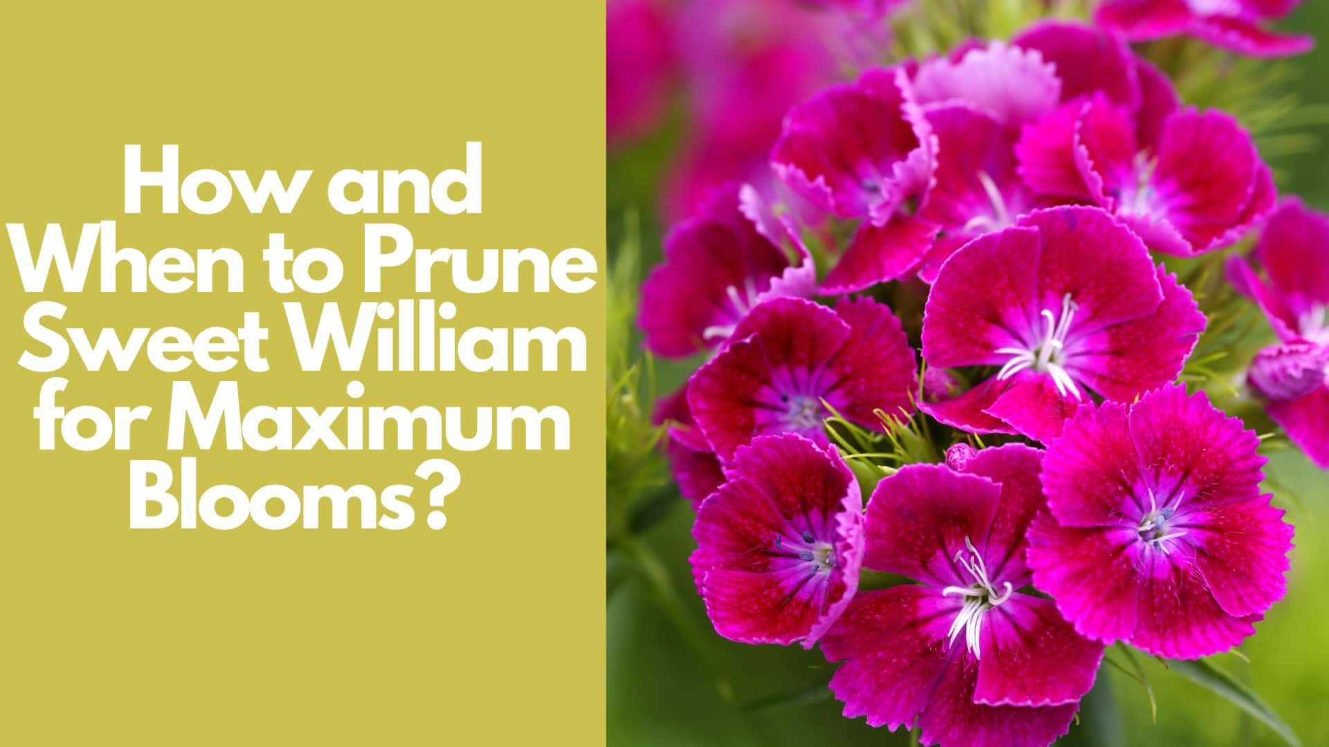 How and When to Prune Sweet William for Maximum Blooms?  