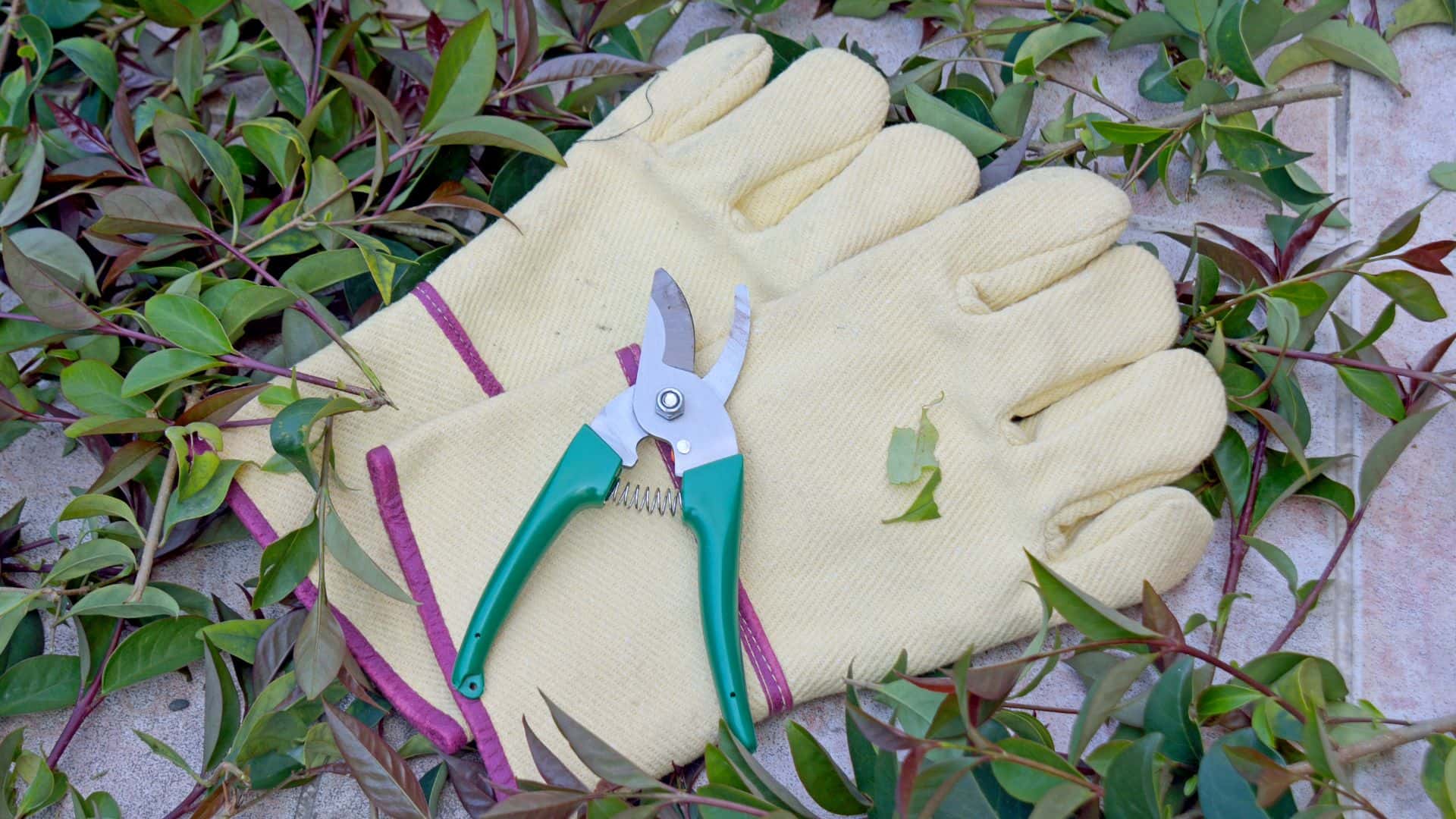 How to Prune Sweet William for Maximum Blooms 3 Steps Guide