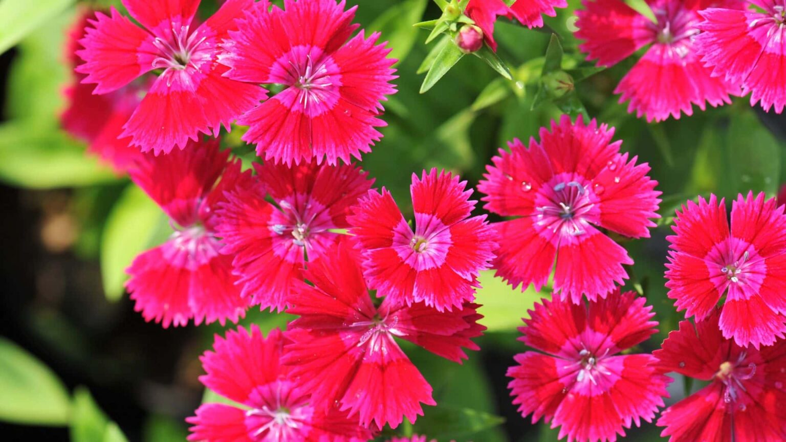 How to Prune Sweet William for Maximum Blooms 3 Steps Guide