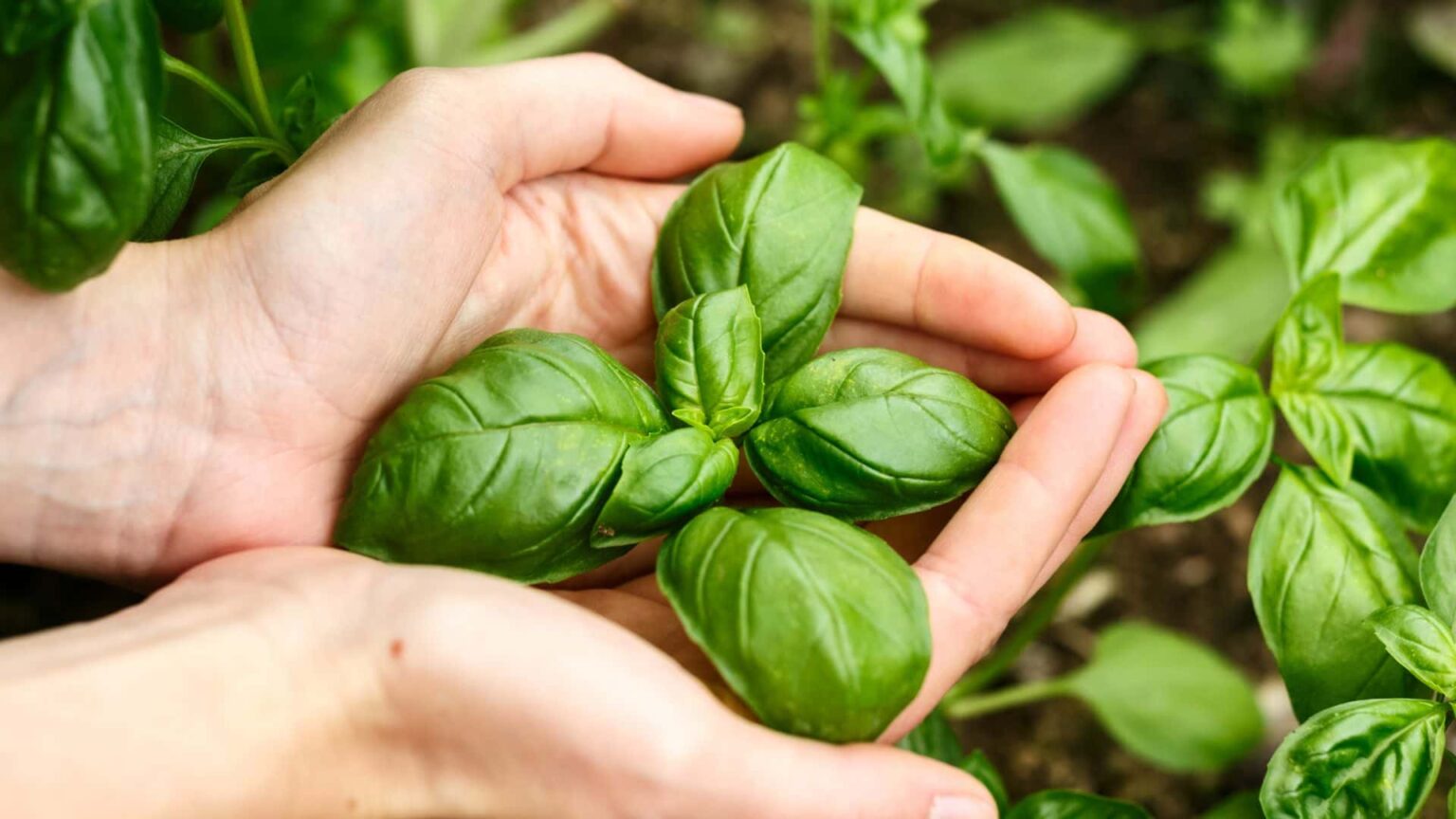 Basil Leaves Curling on Plants 12 Causes and How to Treat