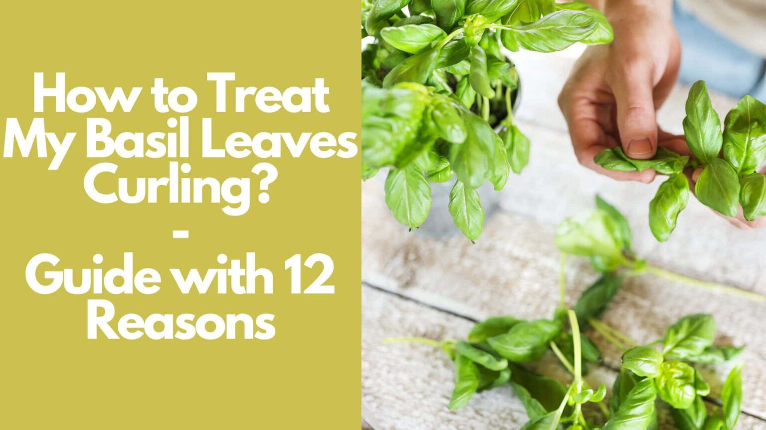 Basil Leaves Curling on Plants 12 Causes and How to Treat