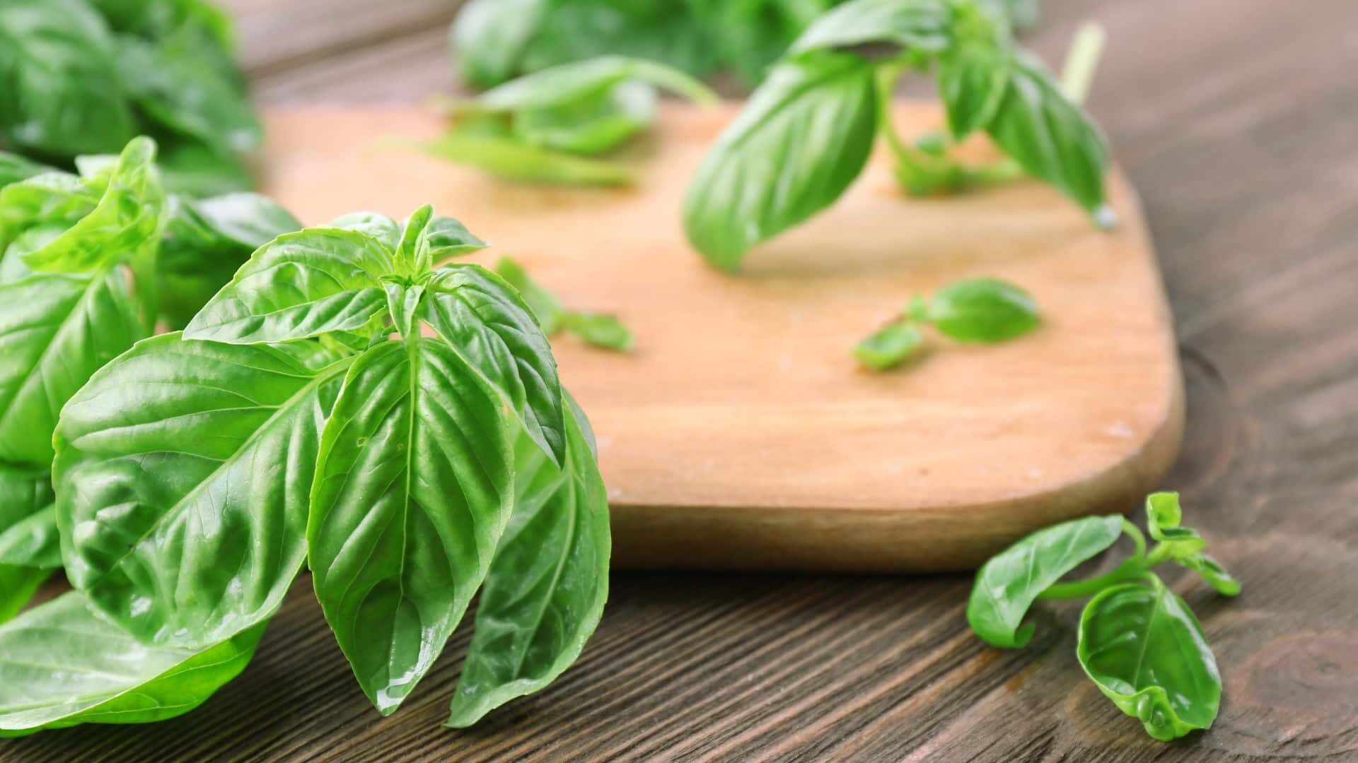 How to Treat My Basil Leaves Curling?| Guide with 12 Reasons 