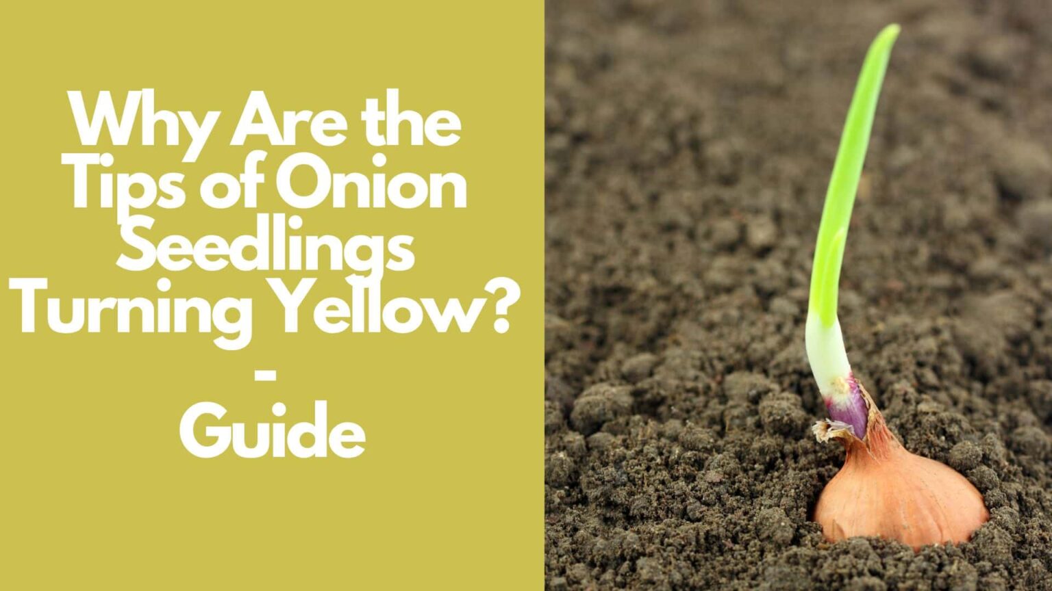 Why Are the Tips of Onion Seedlings Turning Yellow Guide