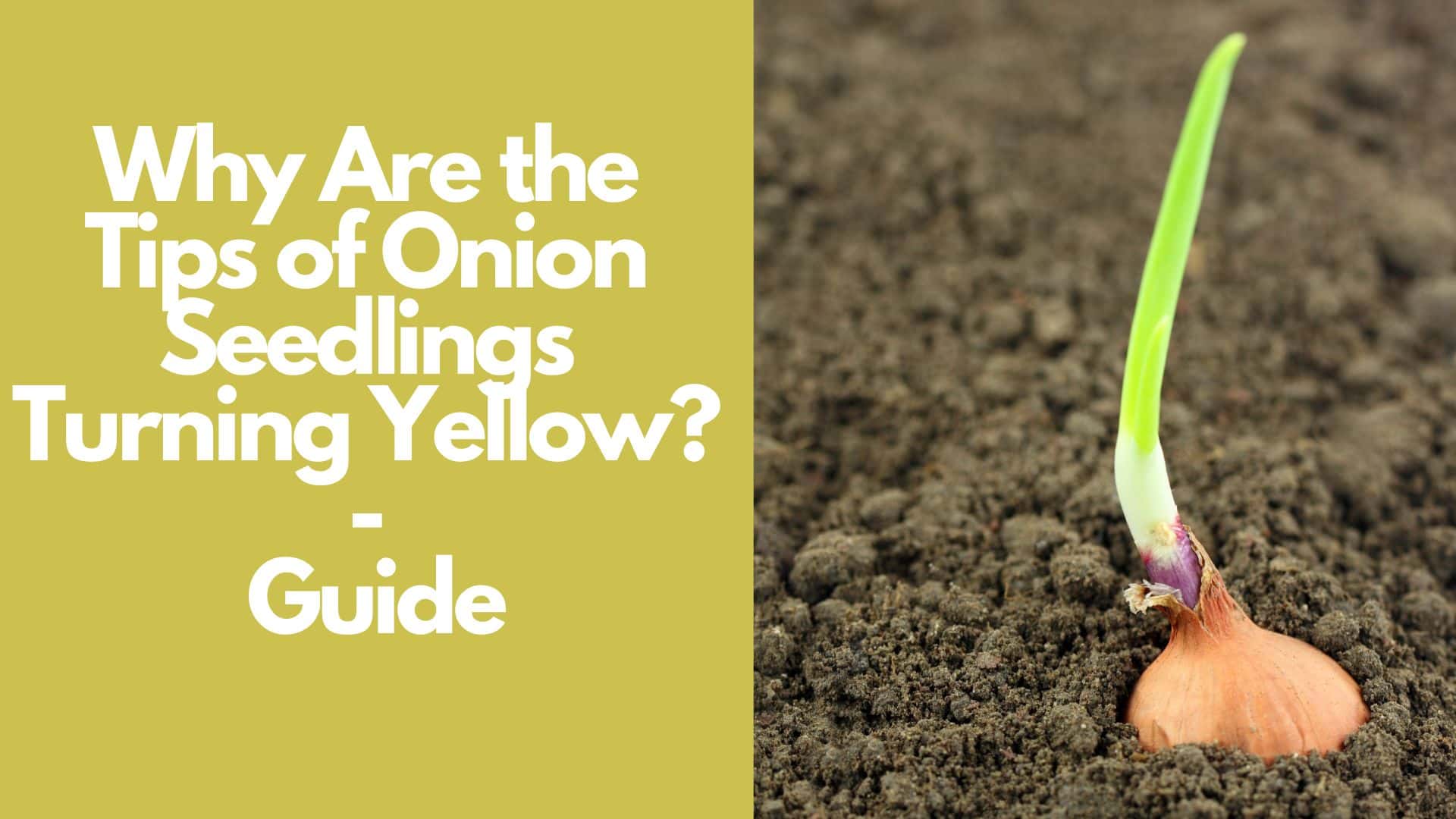 Why Are the Tips of Onion Seedlings Turning Yellow Guide