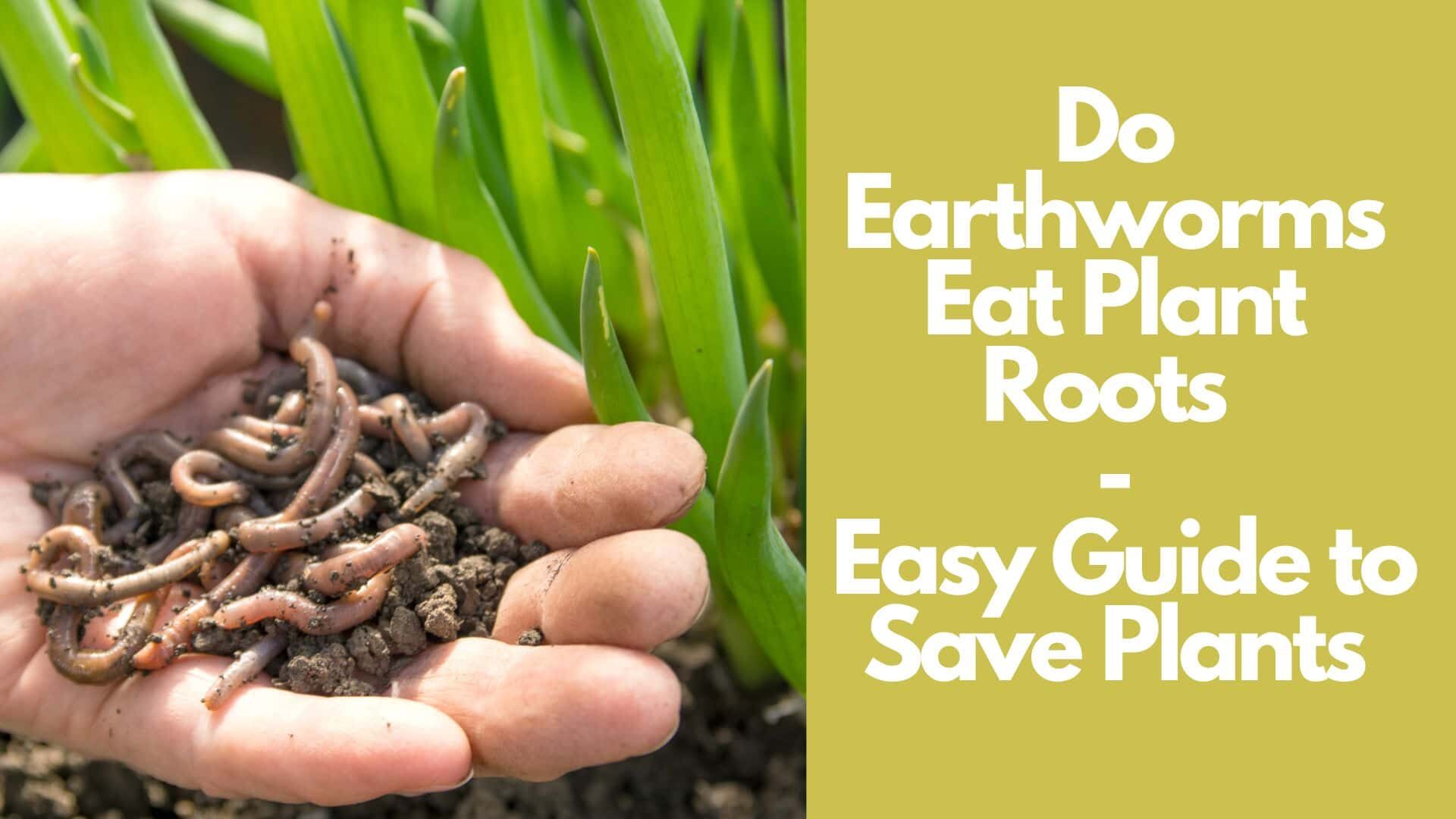 Do Earthworms Eat Plant Roots | Easy Guide to Save Plants 