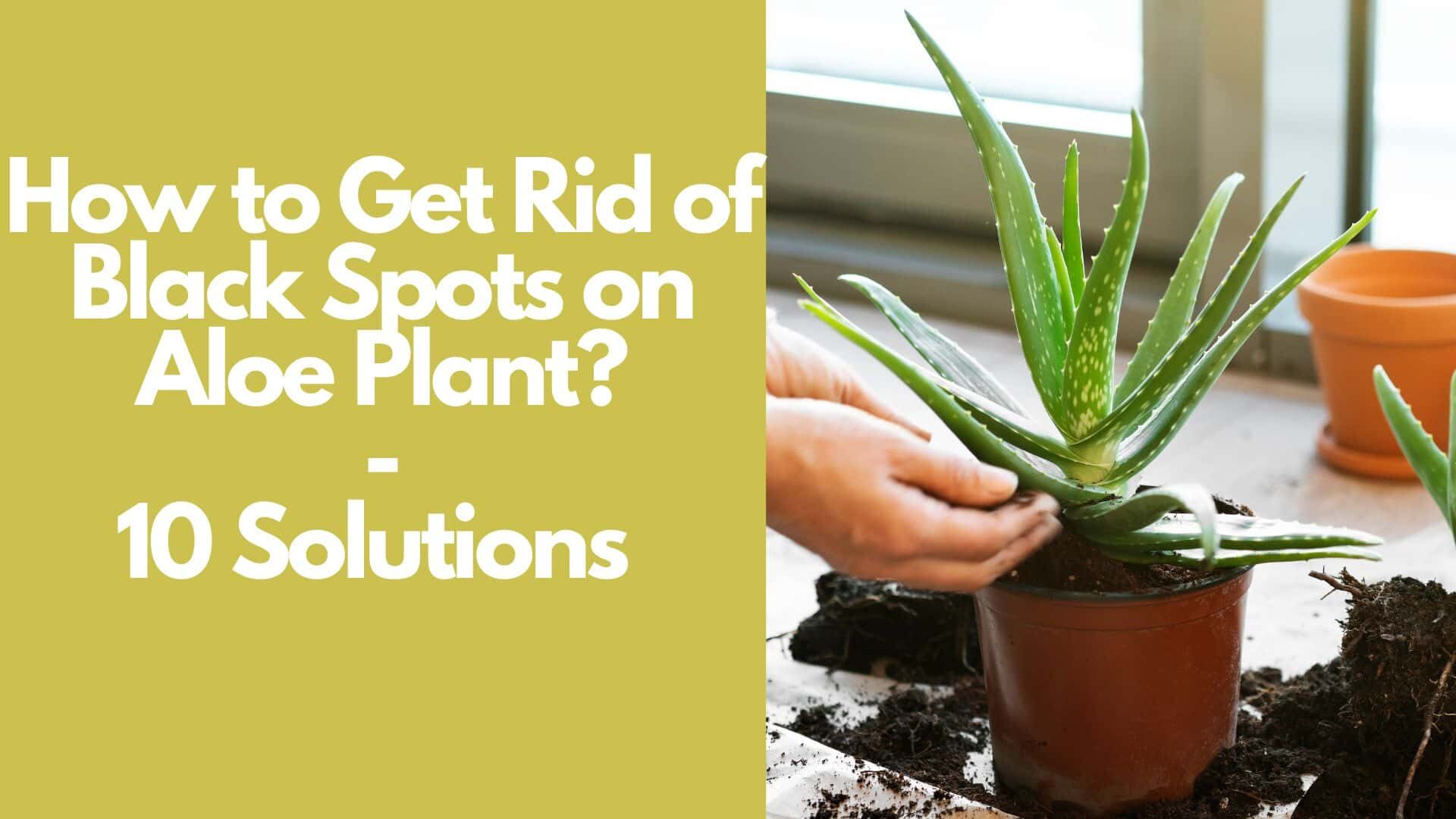 How to Get Rid of Black Spots on Aloe Plant: 10 Solutions  