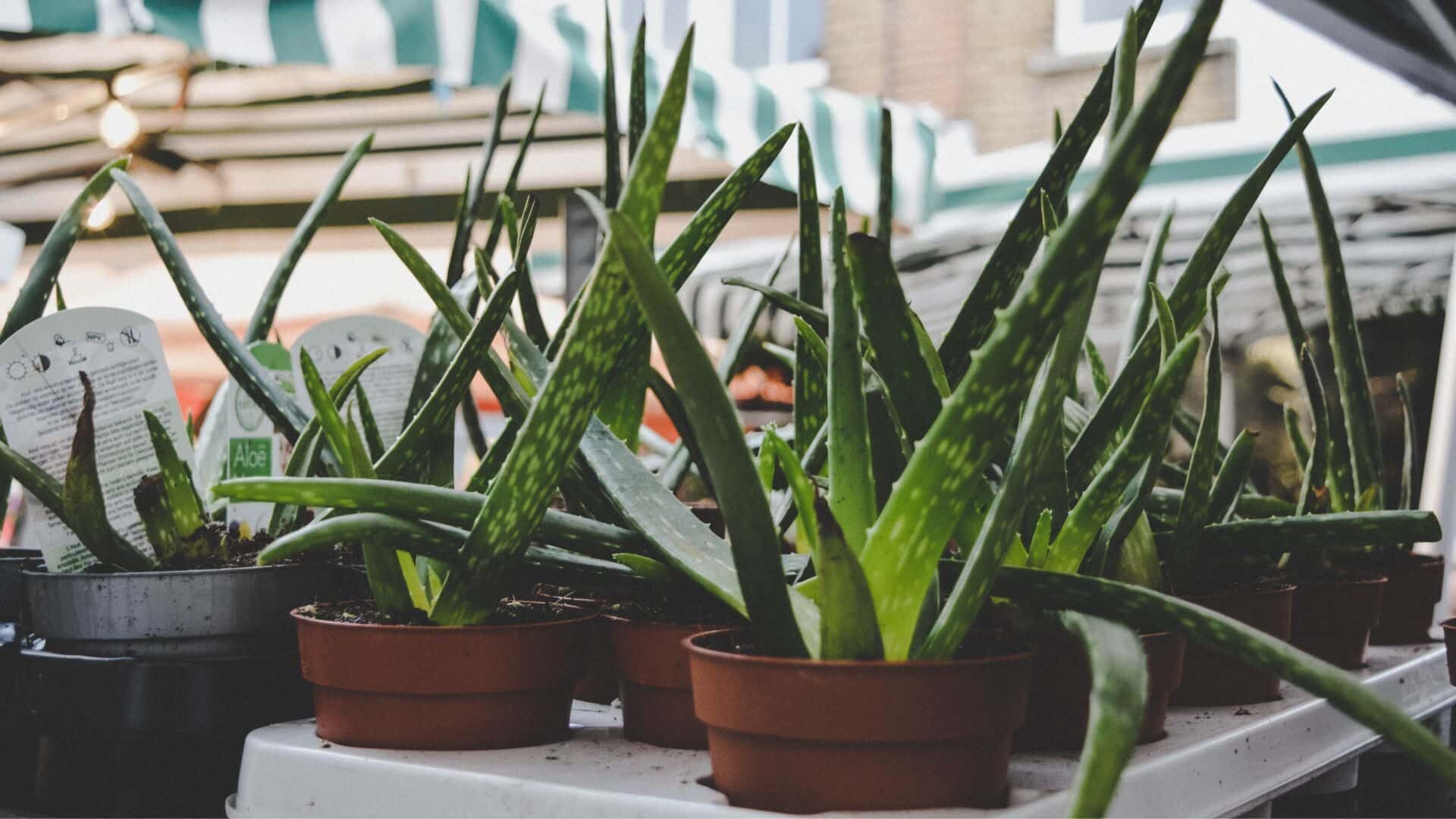 How to Get Rid of Black Spots on Aloe Plant: 10 Solutions  
