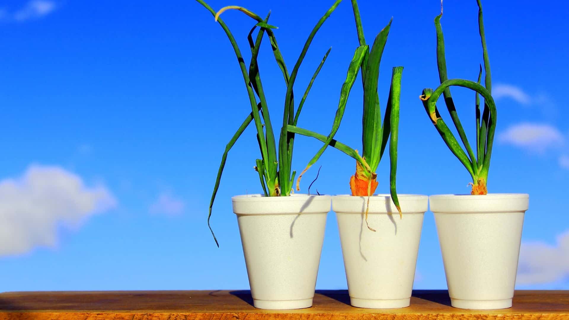 How to Plant Seeds in Styrofoam Cups Tips and Tricks Guide