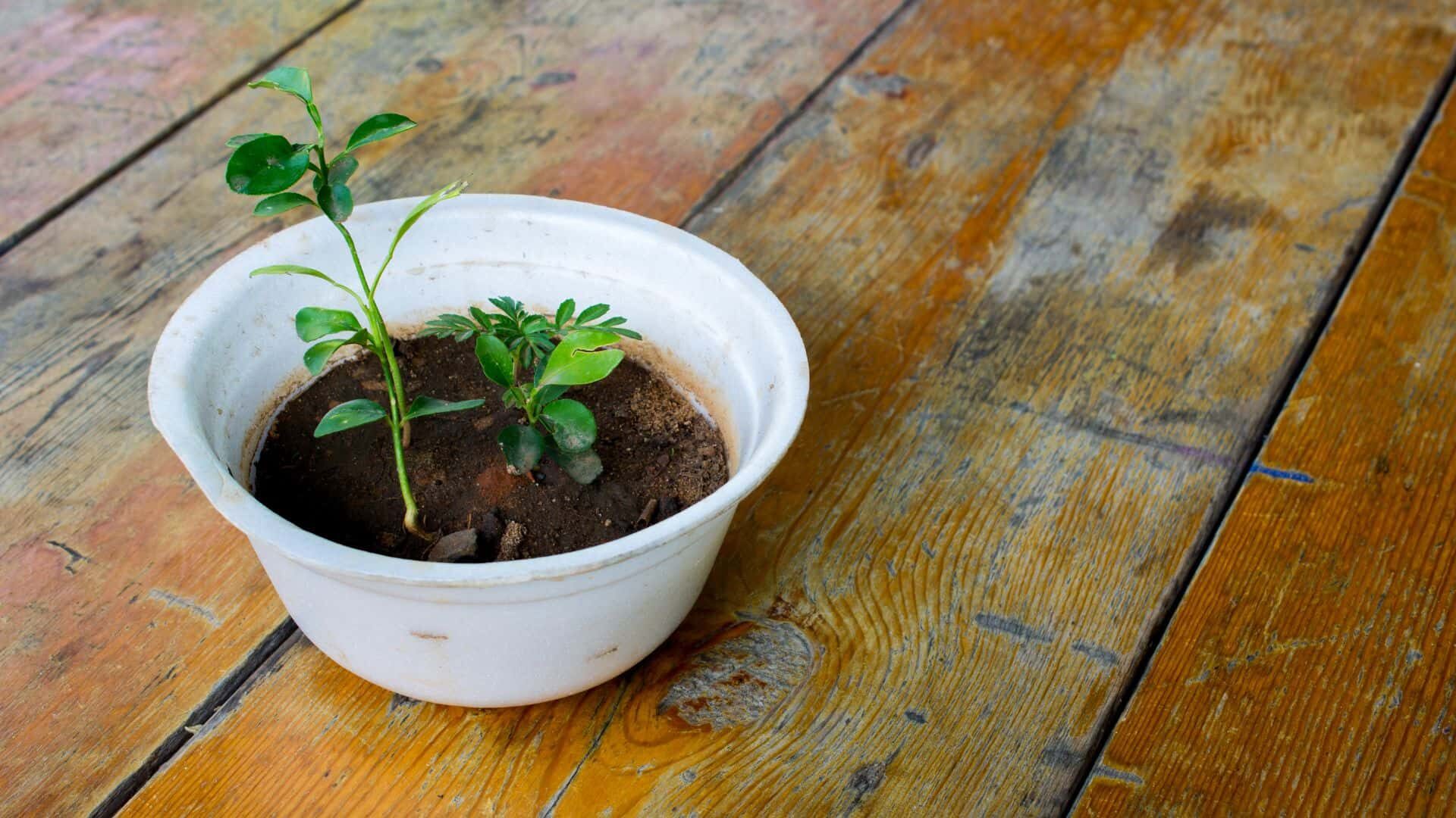 How to Plant Seeds in Styrofoam Cups | Step By Step Guide  