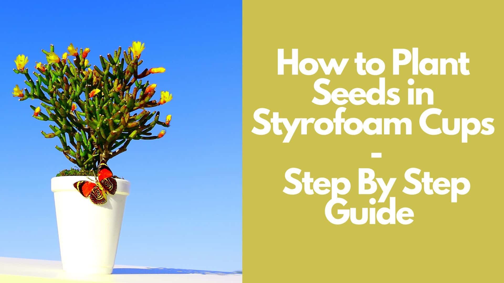 How to Plant Seeds in Styrofoam Cups | Step By Step Guide  