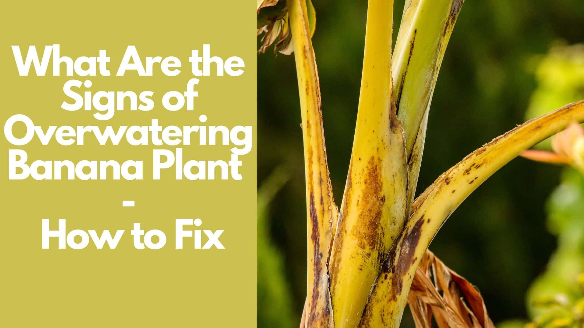 What Are the Signs of Overwatering Banana Plant How to Fix