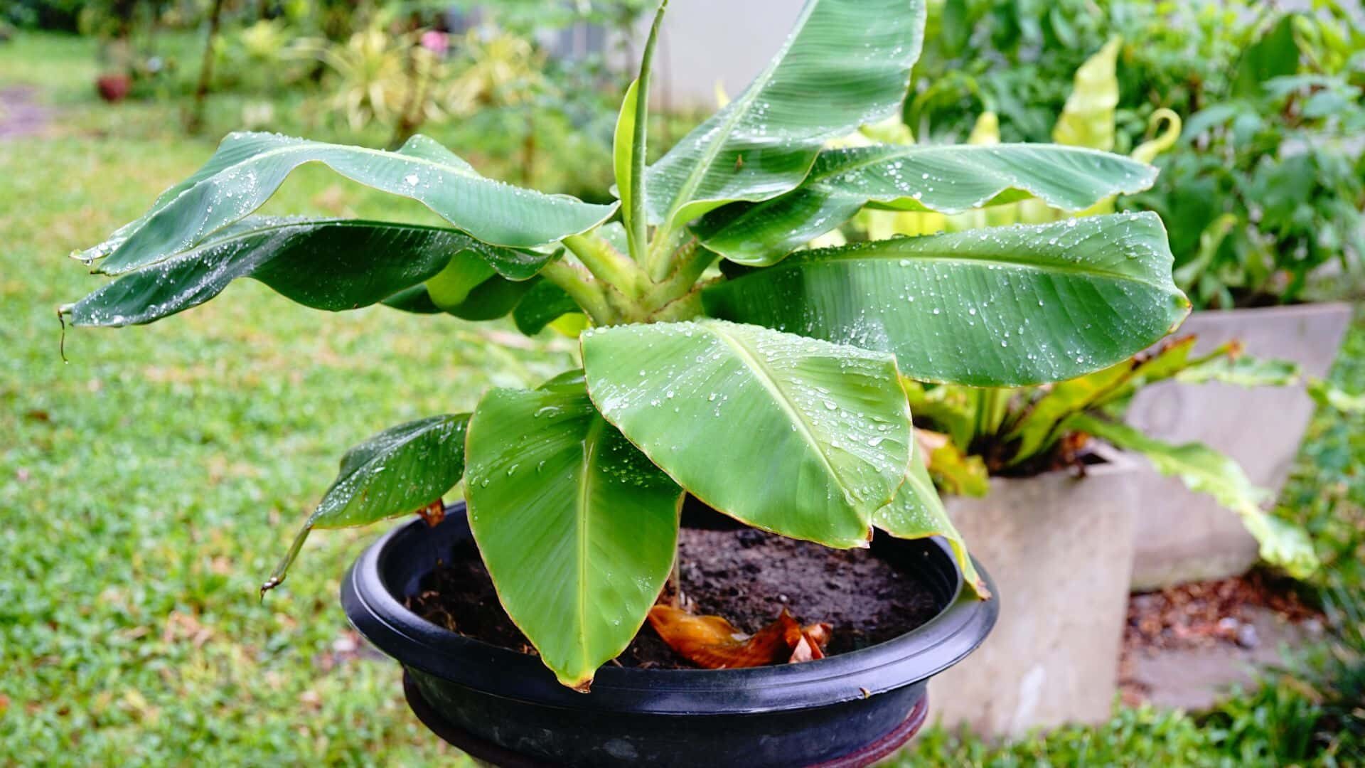 What Are the Signs of Overwatering Banana Plant | How to Fix 