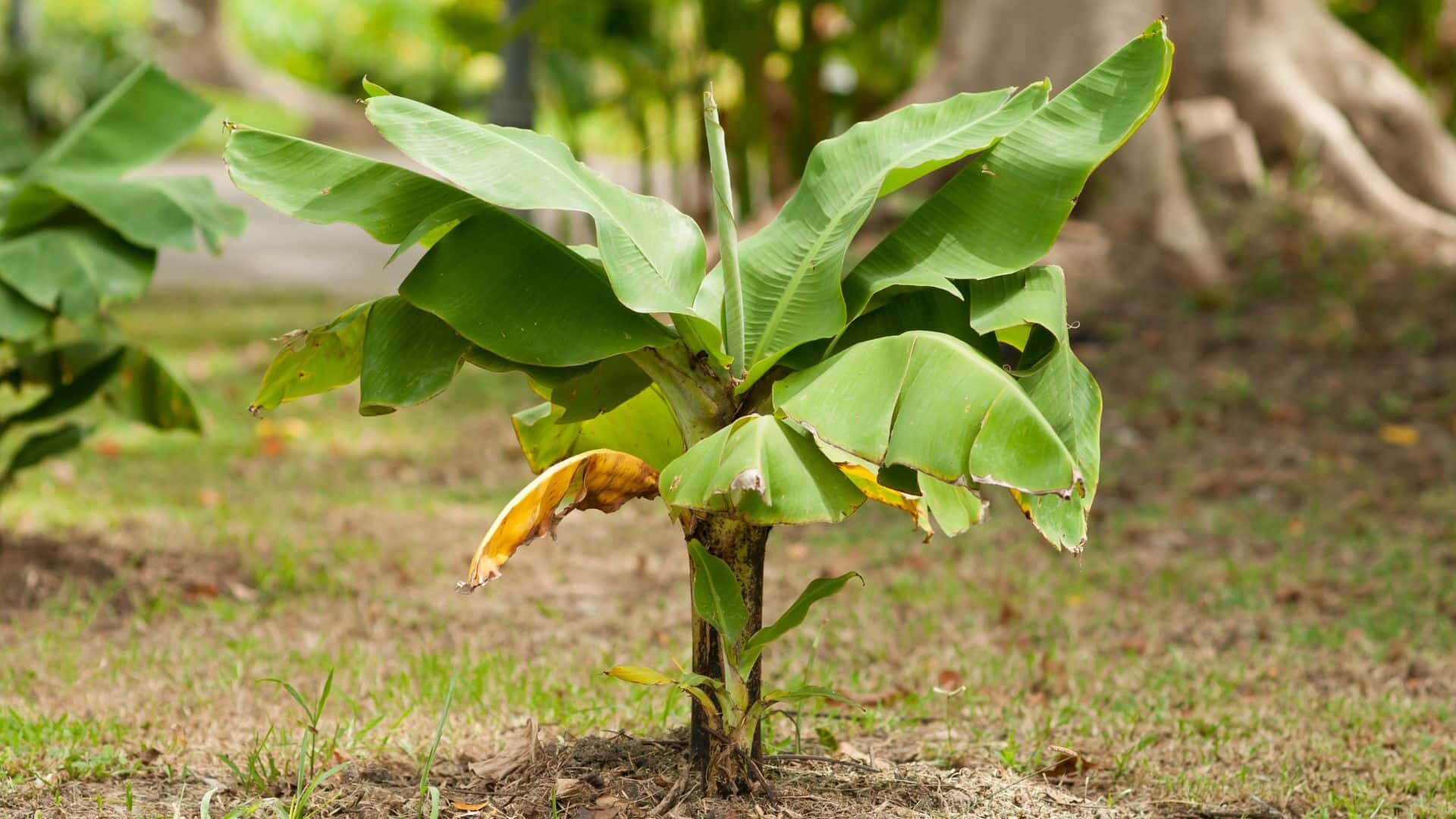 What Are the Signs of Overwatering Banana Plant How to Fix