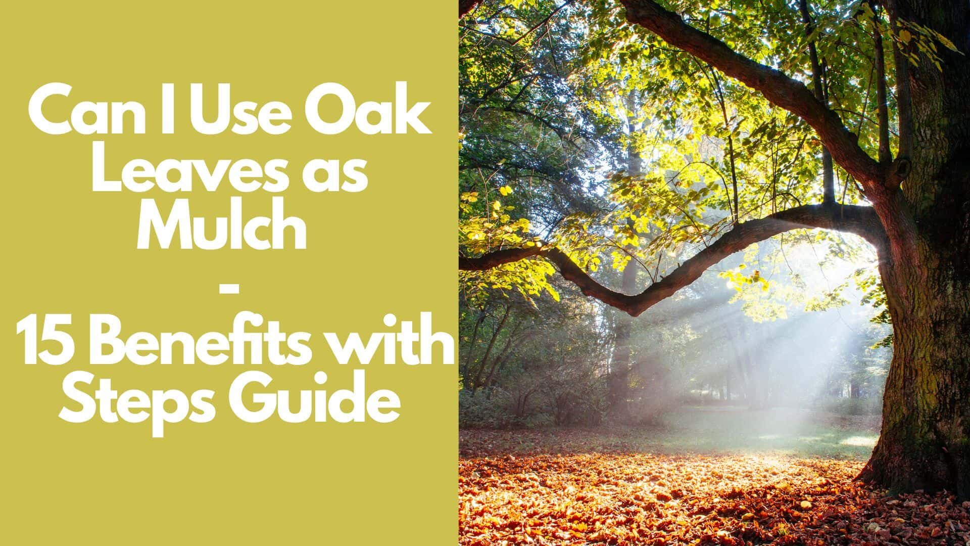 Can I Use Oak Leaves as Mulch | 15 Benefits with Steps Guide 