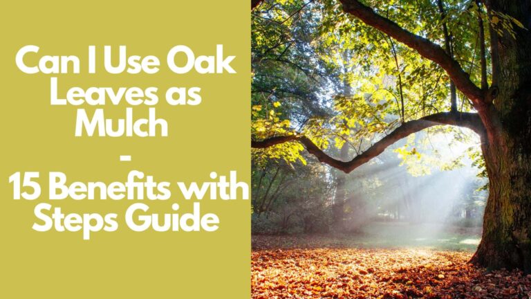 can-i-use-oak-leaves-as-mulch-15-benefits-with-how-to-use