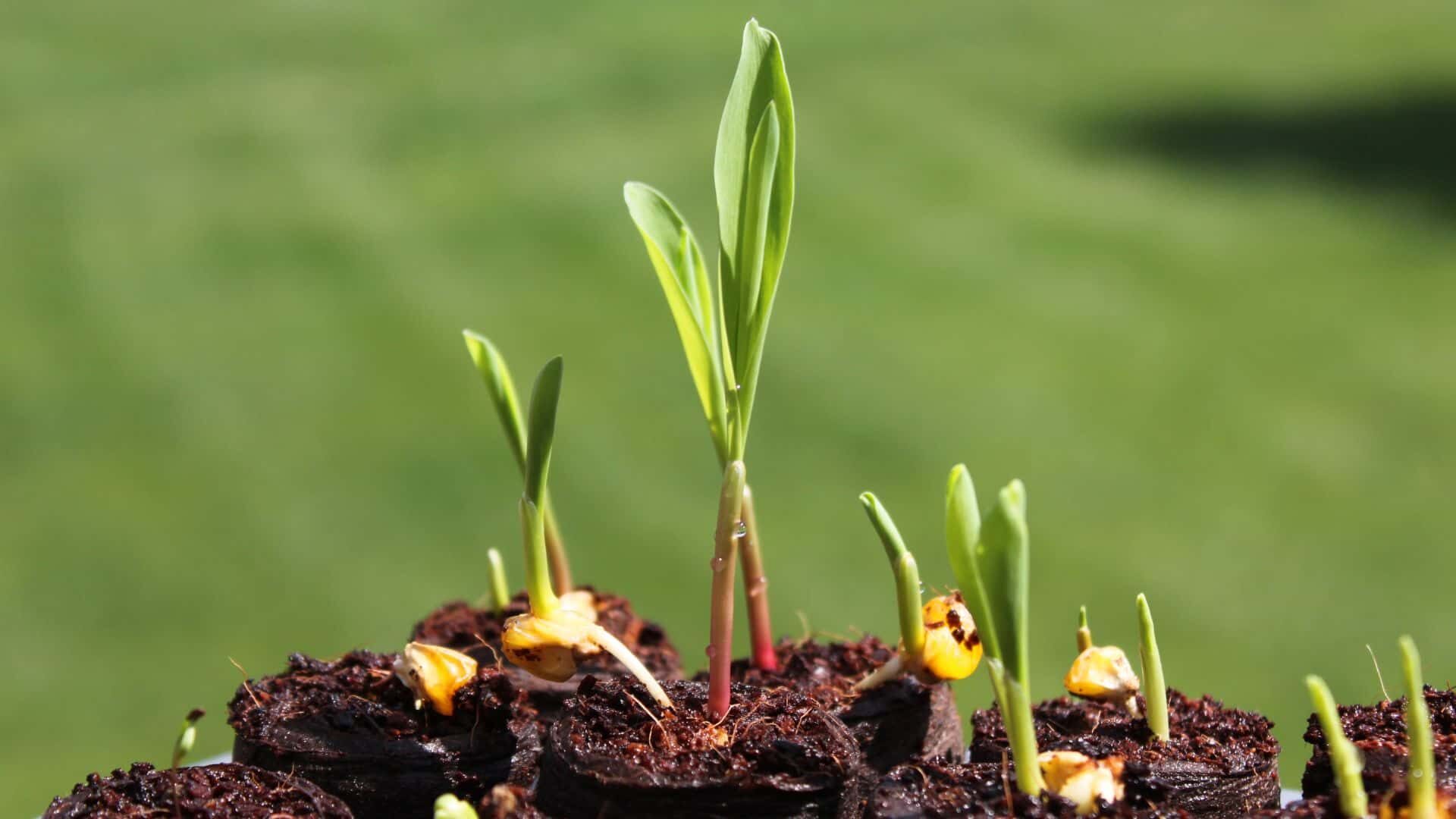 Can You Grow Corn from Popcorn at Home | Complete Guide+Tips 